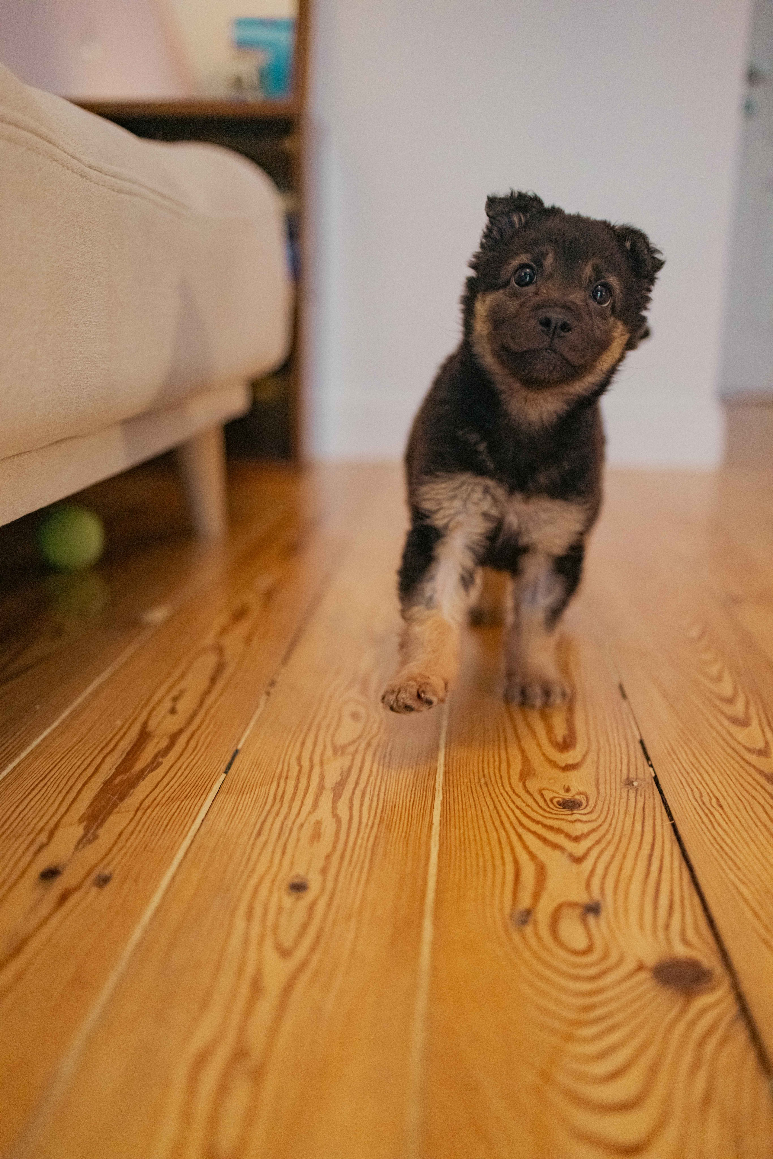 Пеппа. Фотограф-анималист в Москве Лера Черноног