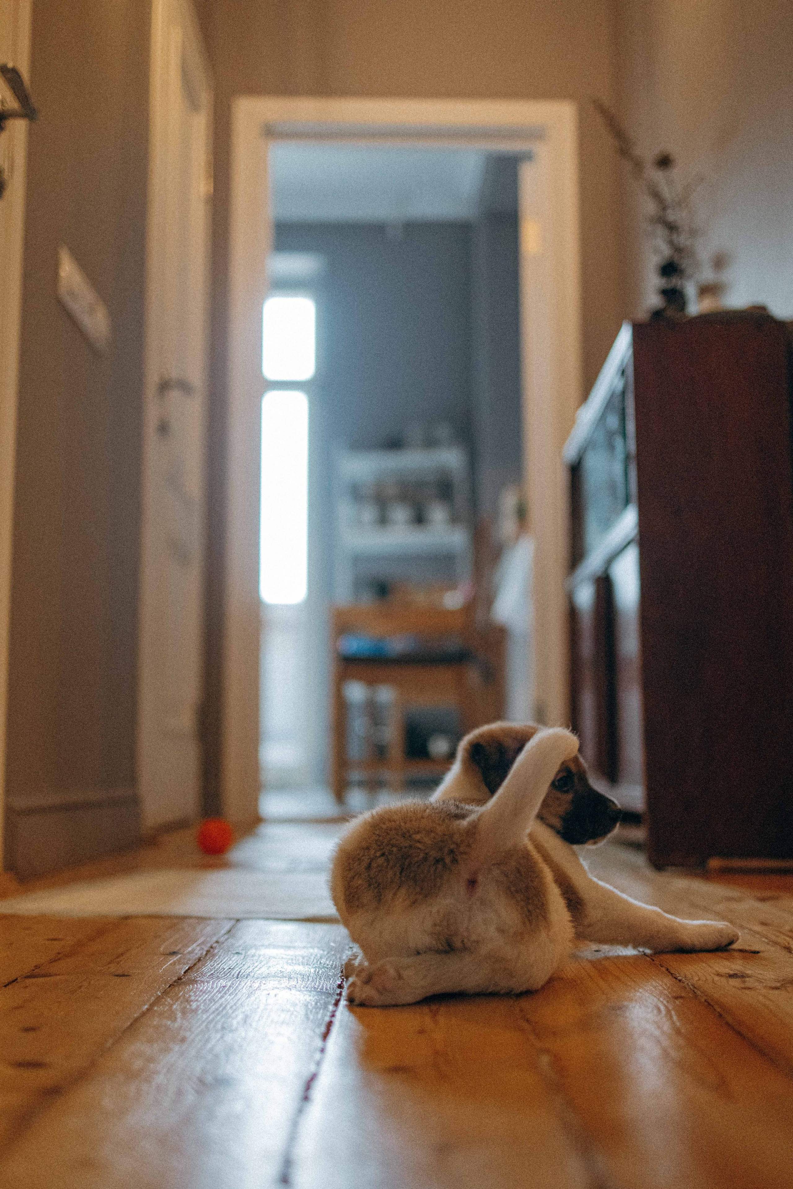 Щеночки. Фотограф-анималист в Москве Лера Черноног