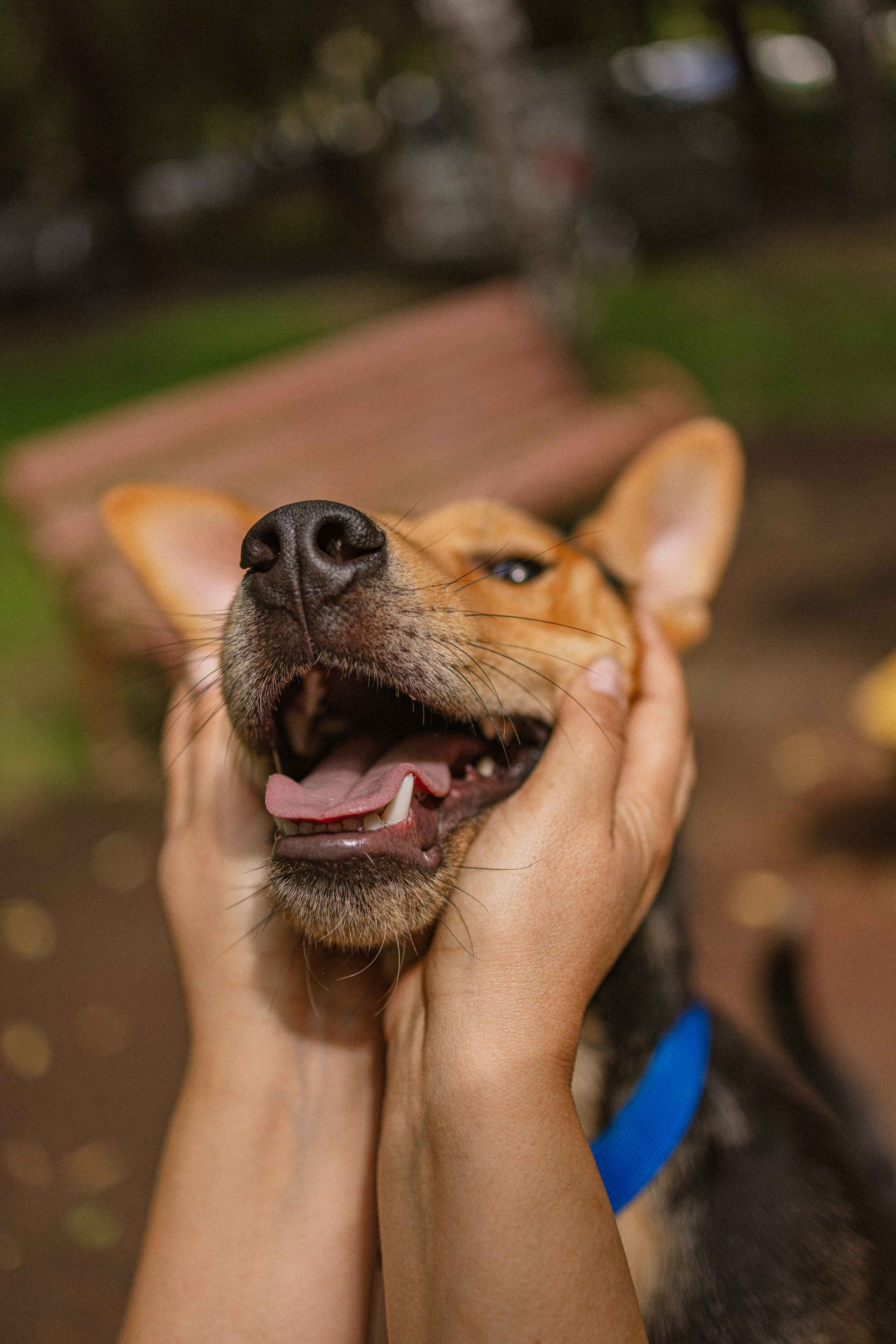 Джеки. Фотограф-анималист в Москве Лера Черноног