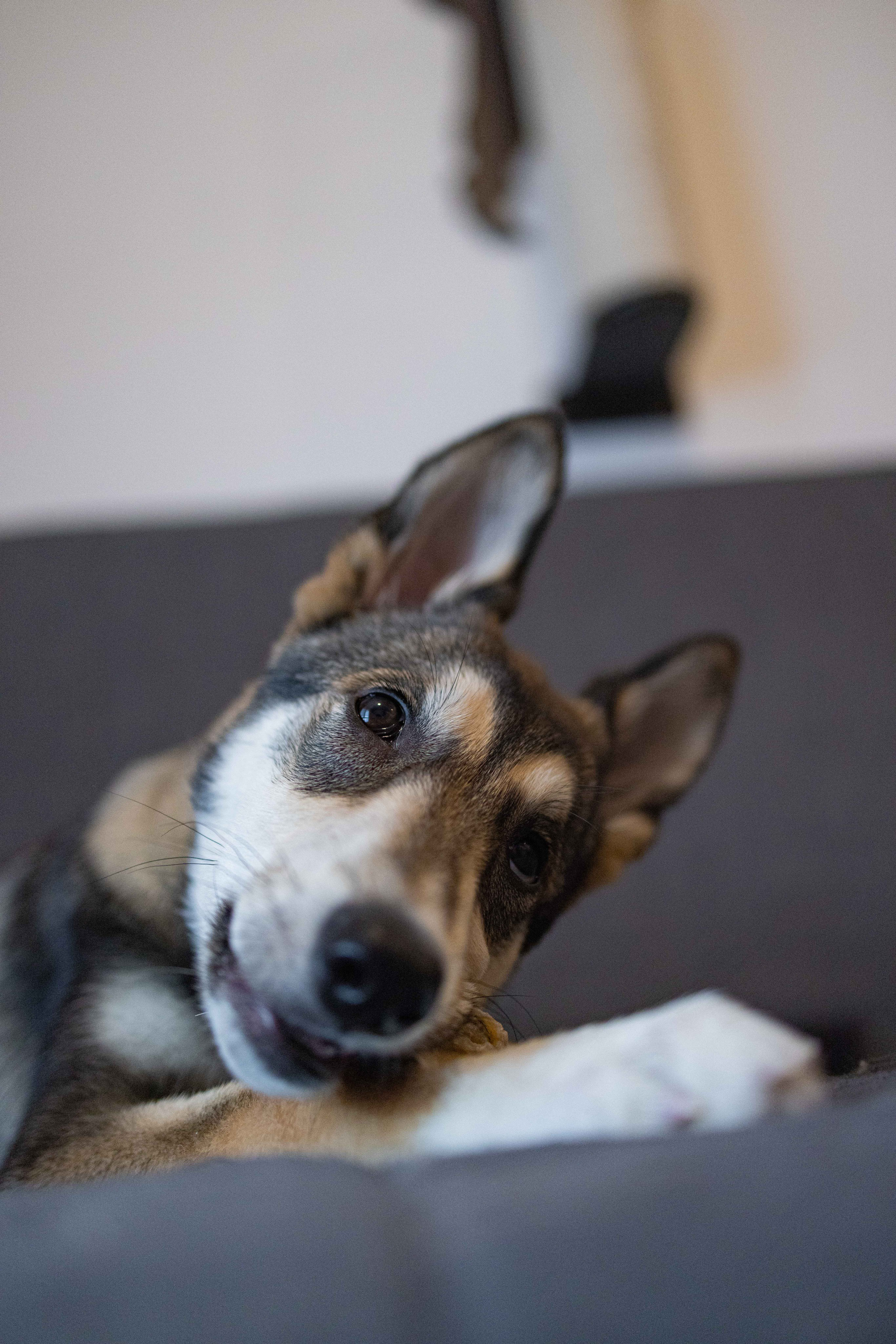 Шами. Фотограф-анималист в Москве Лера Черноног