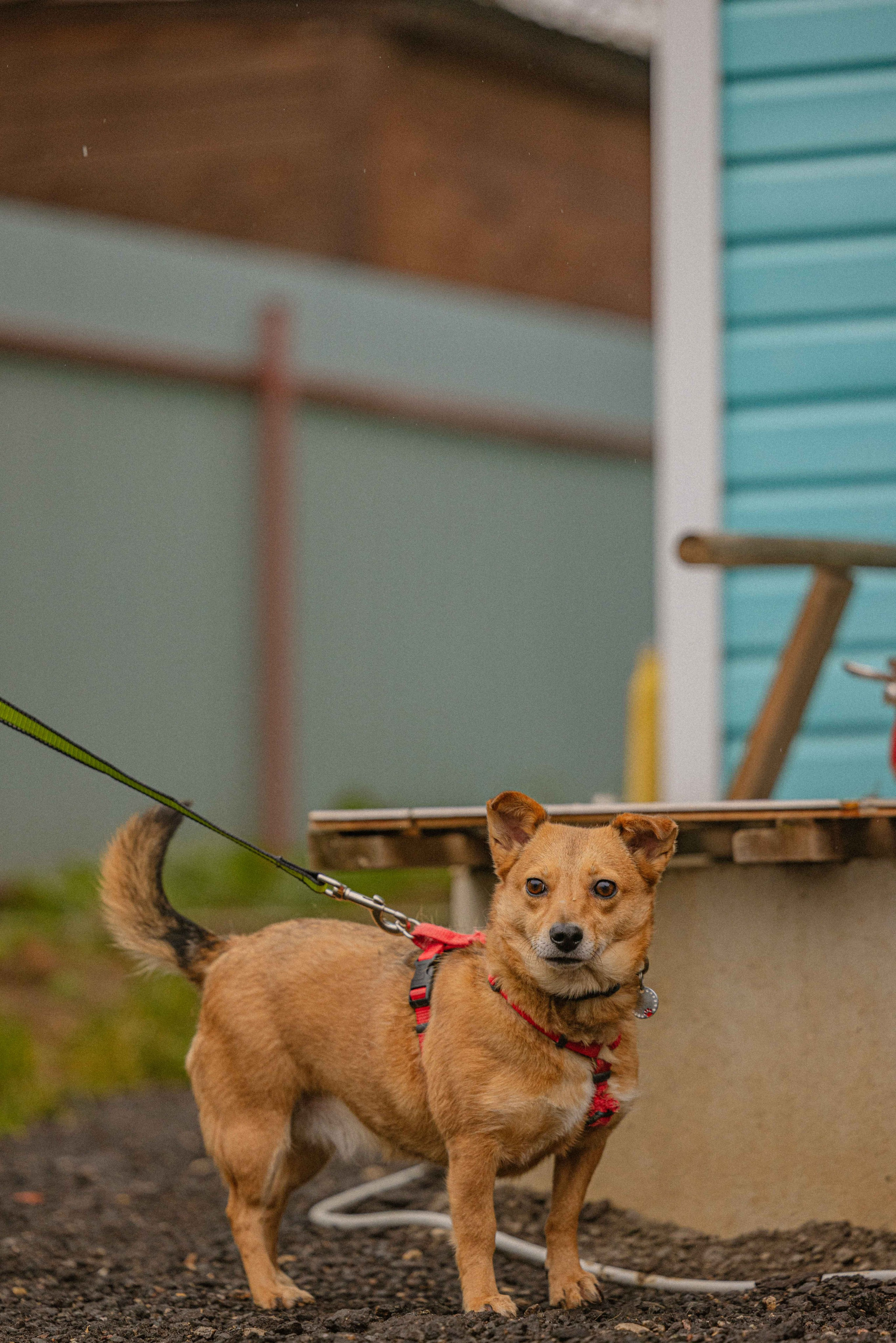 Передержка. Фотограф-анималист в Москве Лера Черноног