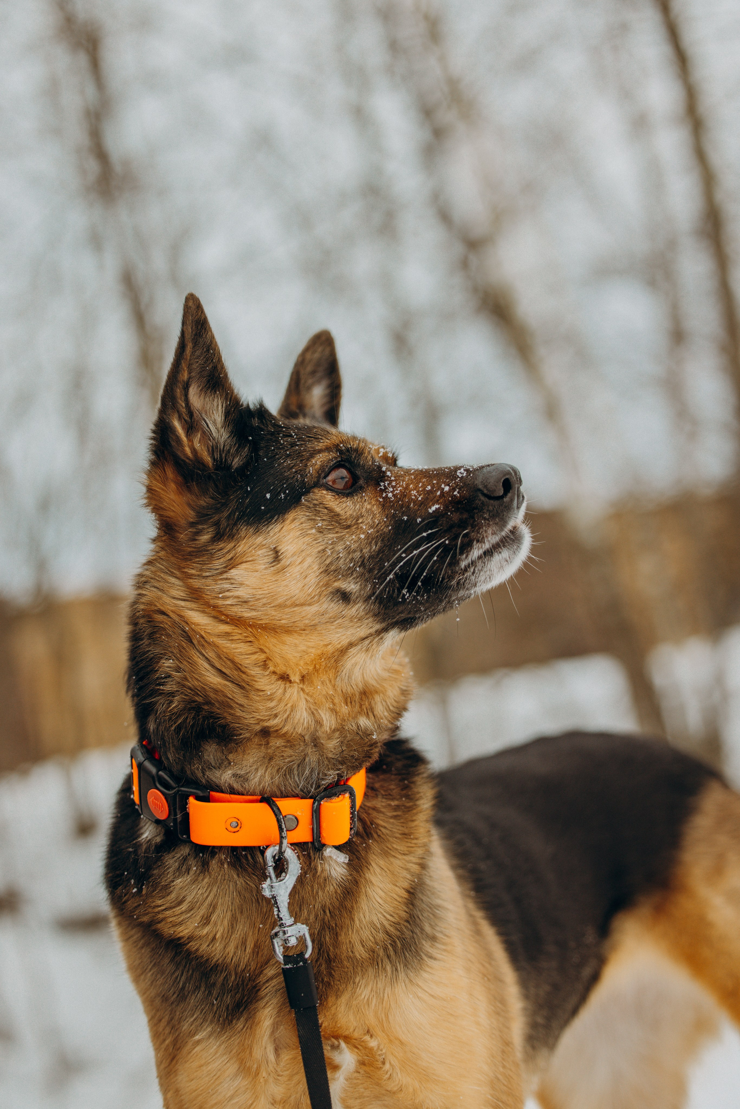 Ника, Матиша и Герда. Фотограф-анималист в Москве Лера Черноног