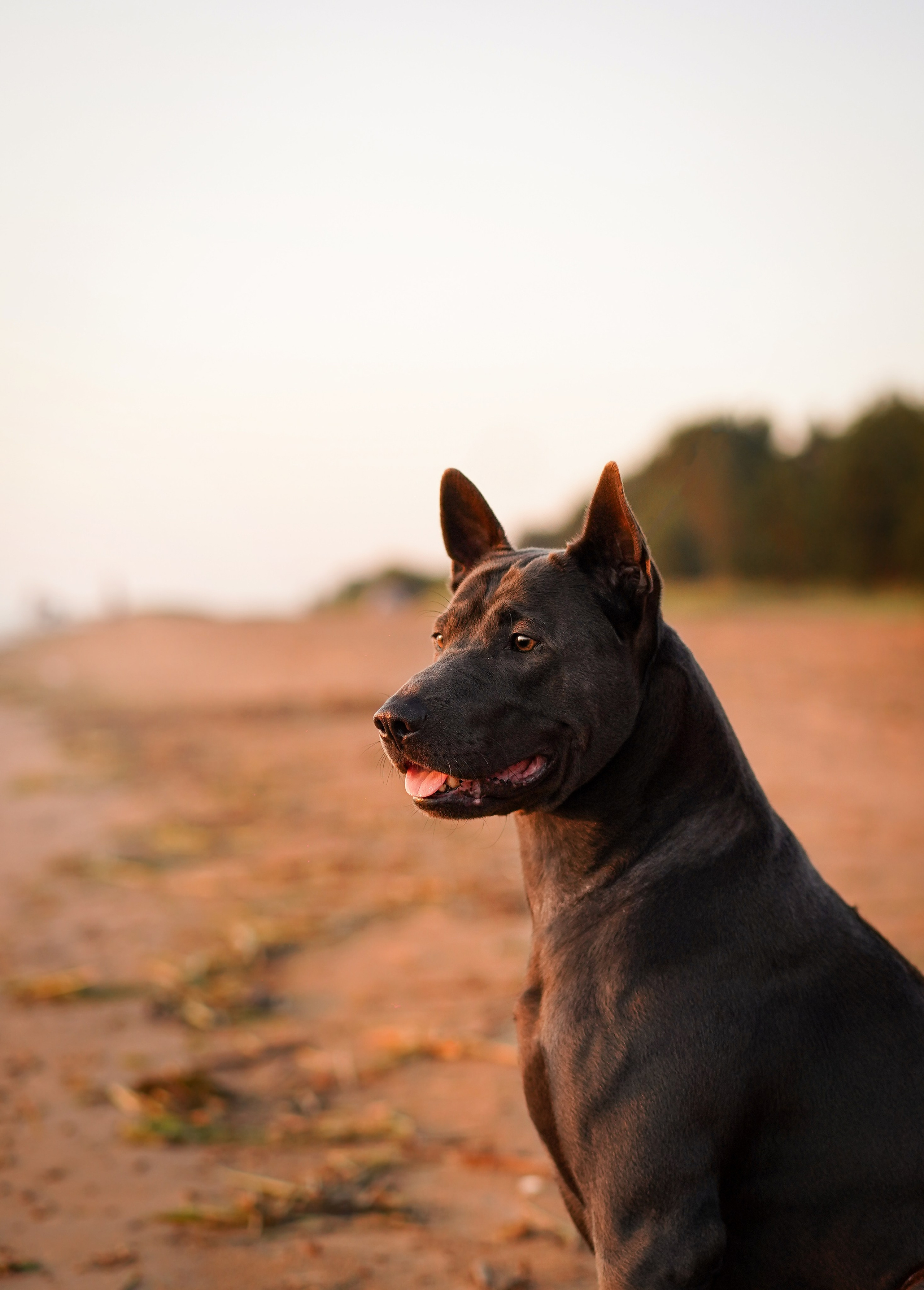 Вероника и Адам. Фотограф-анималист в Санкт-Петербурге Яна Мартынова