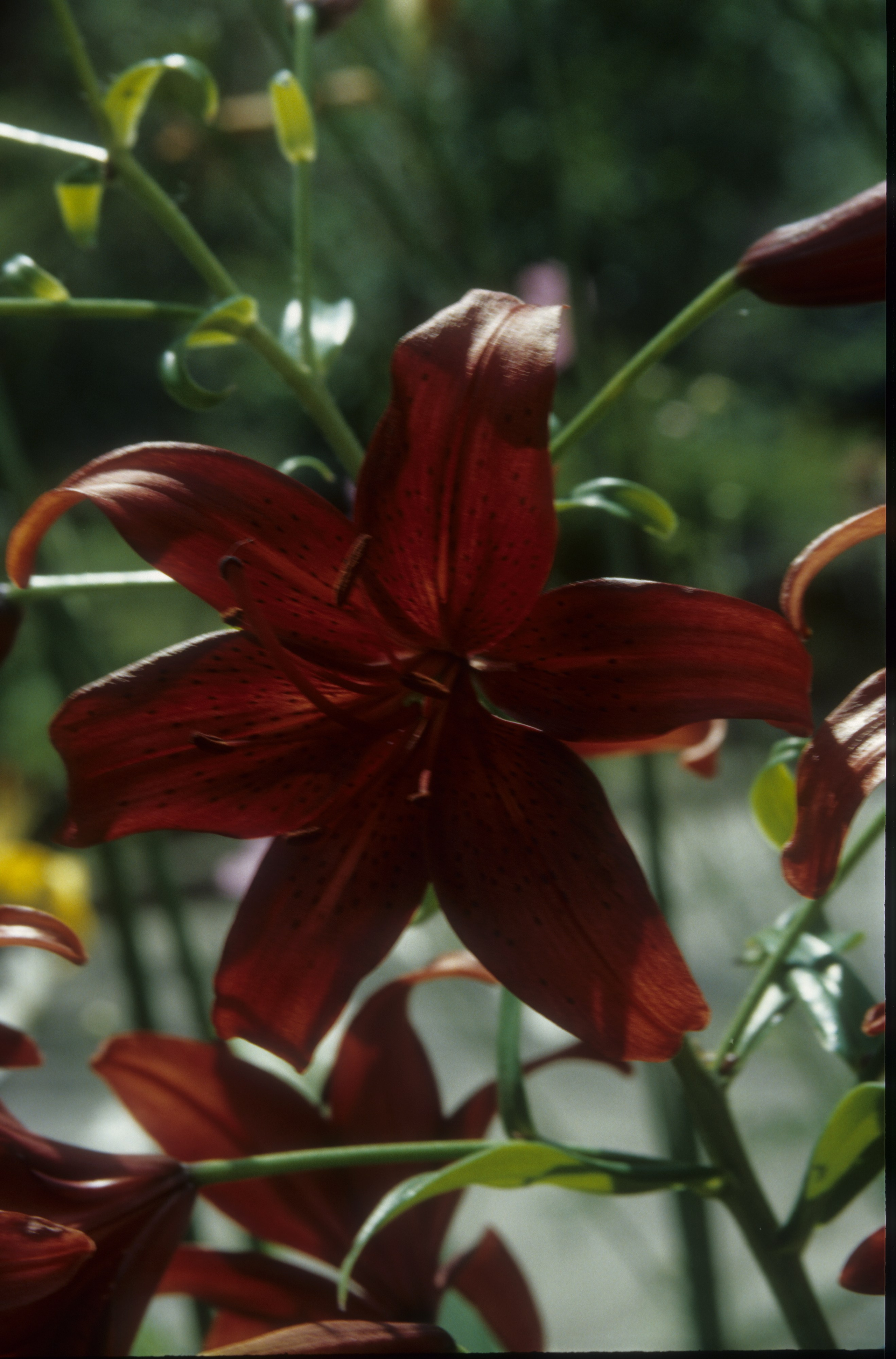Лето в городе. Фотограф в Санкт-Петербурге Березовский Даниил