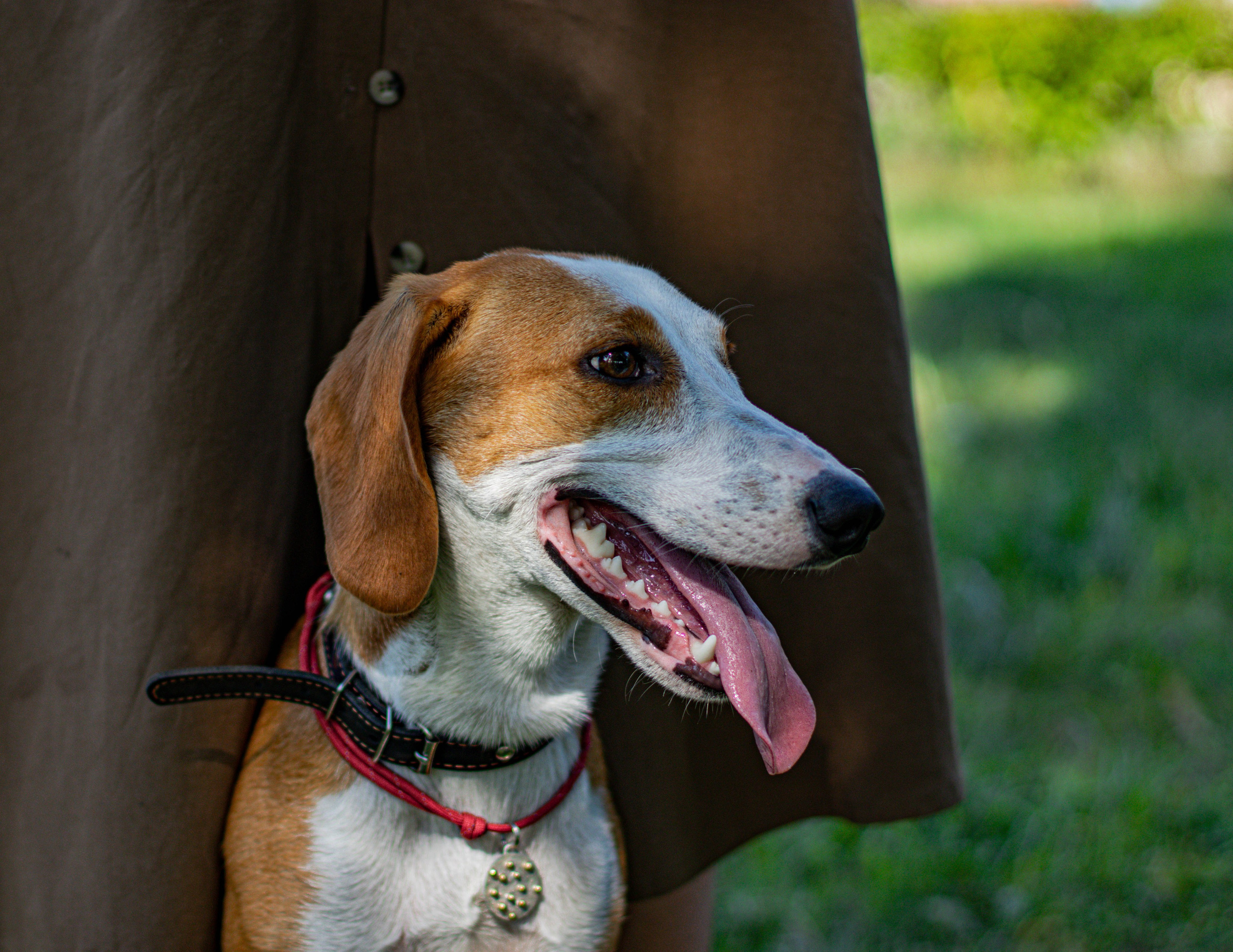 Домашние животные. Свадебный и семейный фотограф в Москве Мария Соловова