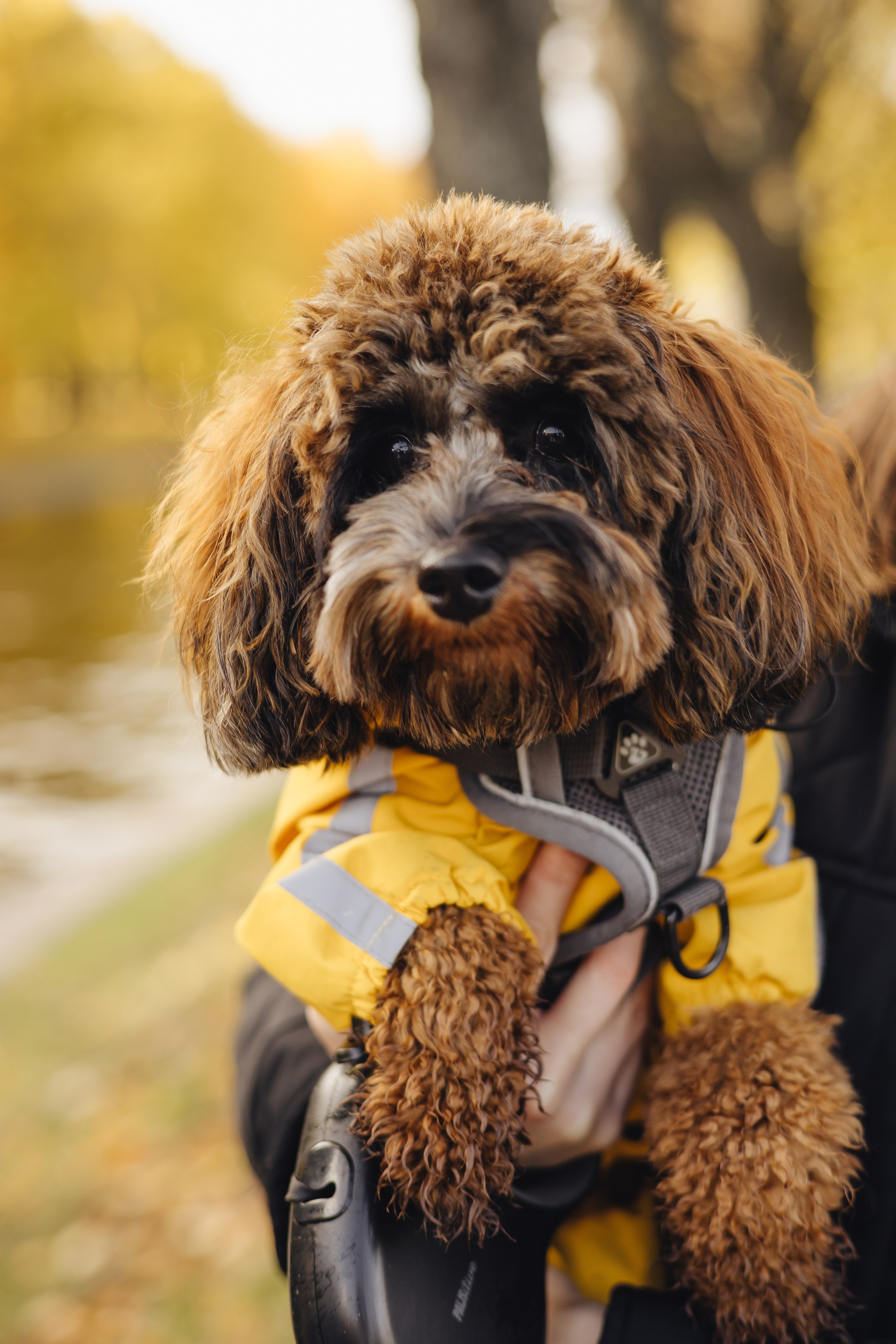 Летающая Мерси