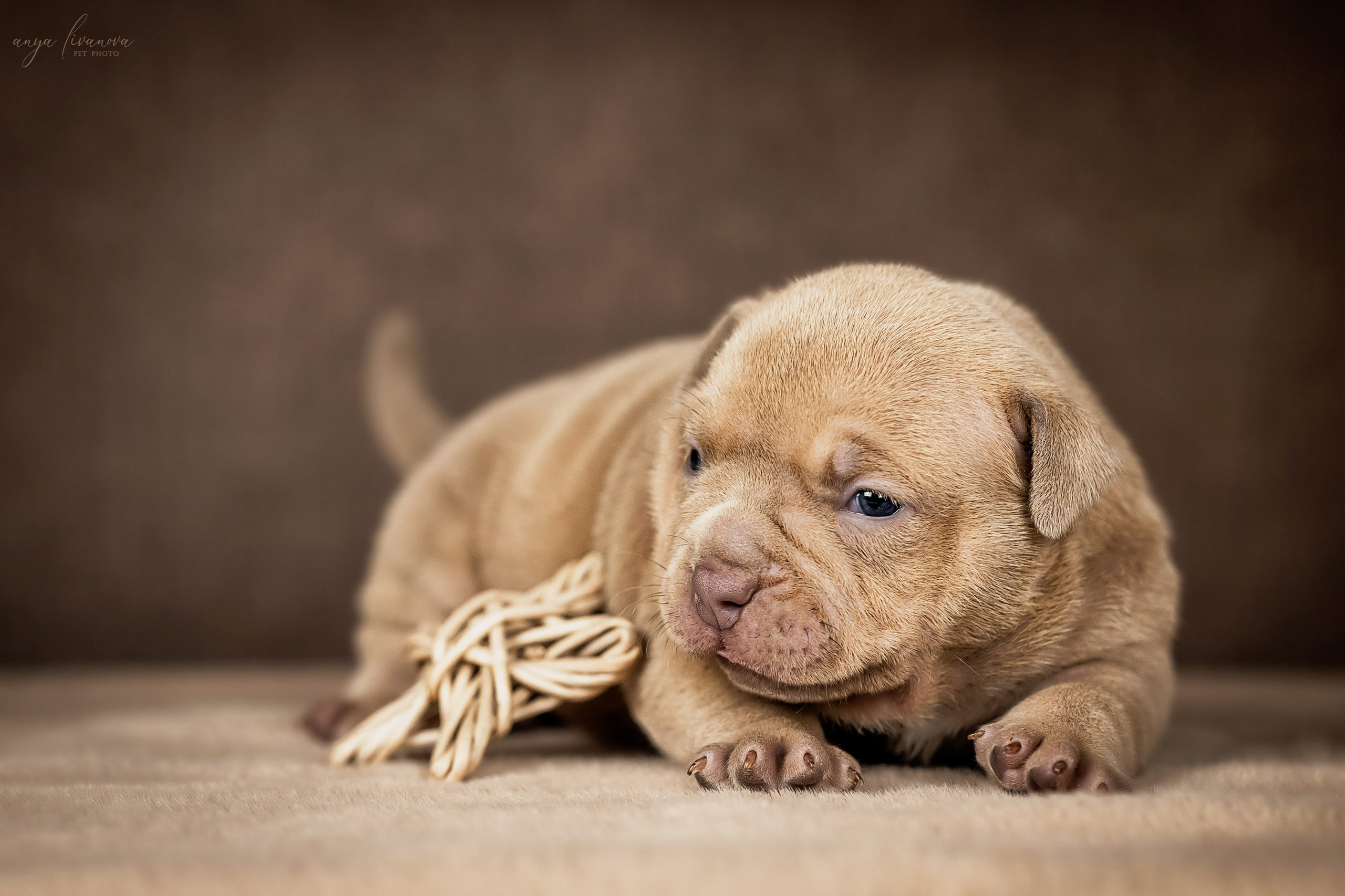 Амбулли. Фотограф анималист Аня Ливанова | Рыбинск