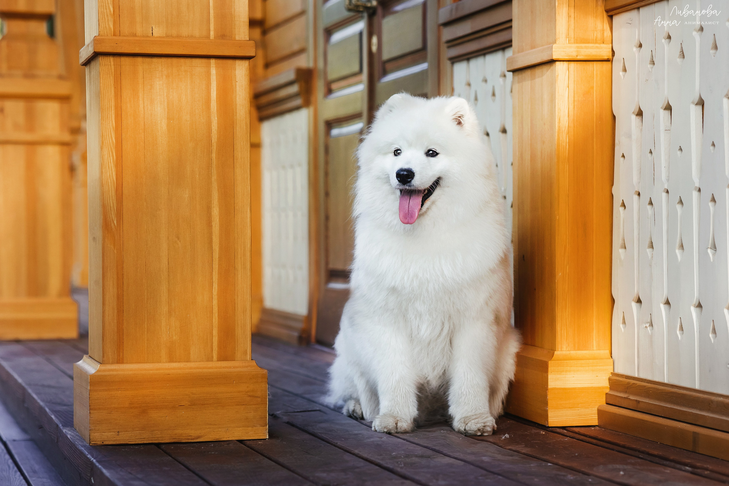 Наташа и Кимми. Фотограф анималист Аня Ливанова | Рыбинск
