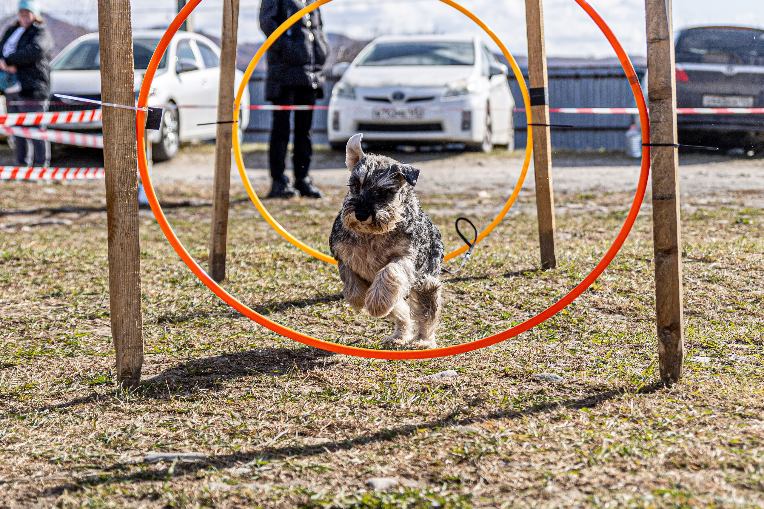 Кинологический квест г. Находка