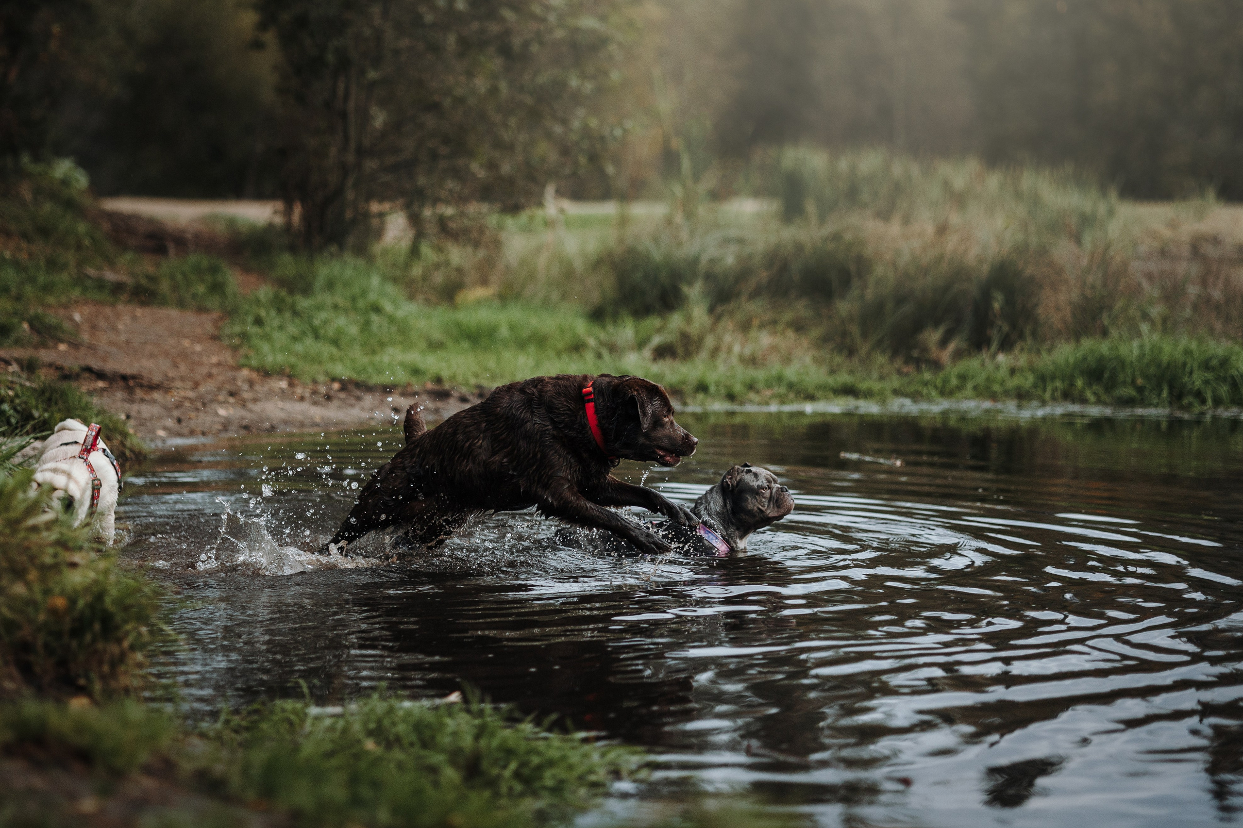Девочки и их семья. Фотограф — Анималист | Санкт-Петербург