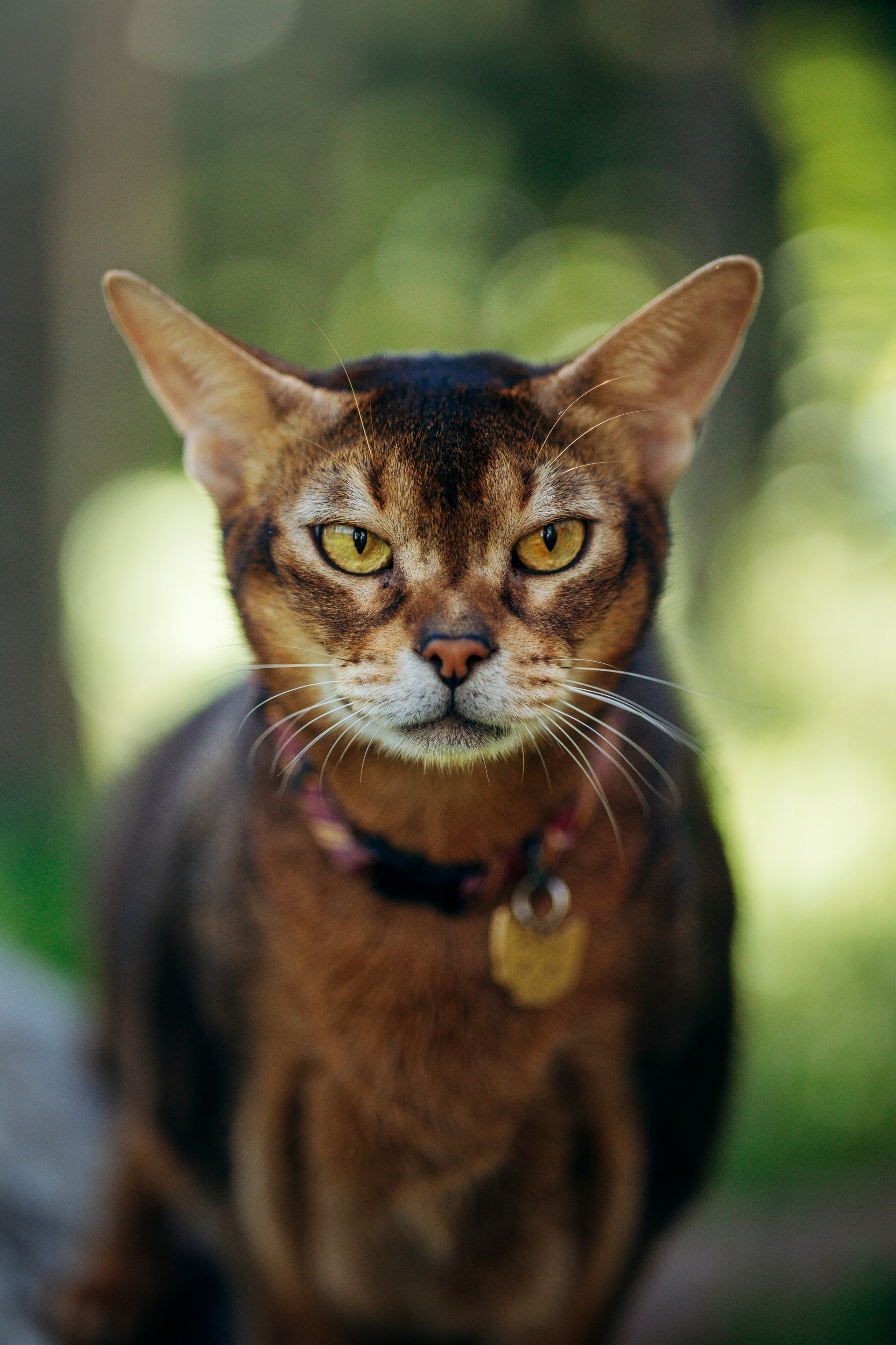 Котофеи и их семья. Фотограф — Анималист | Санкт-Петербург