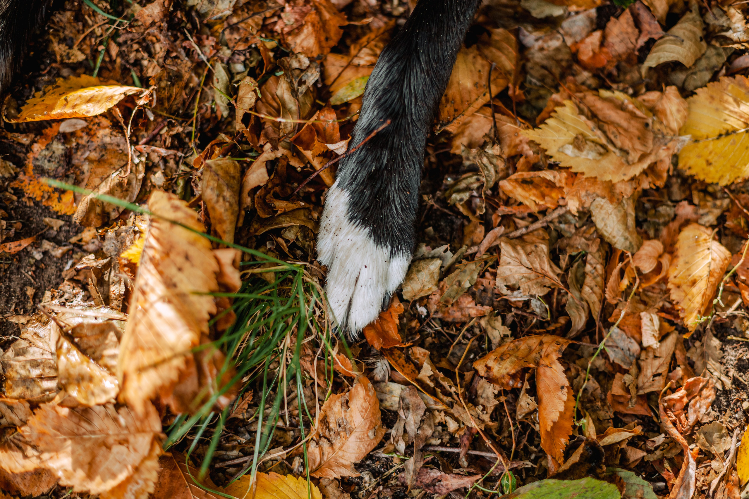 Юля и Фортуна. Фотограф-анималист Татьяна Степанова