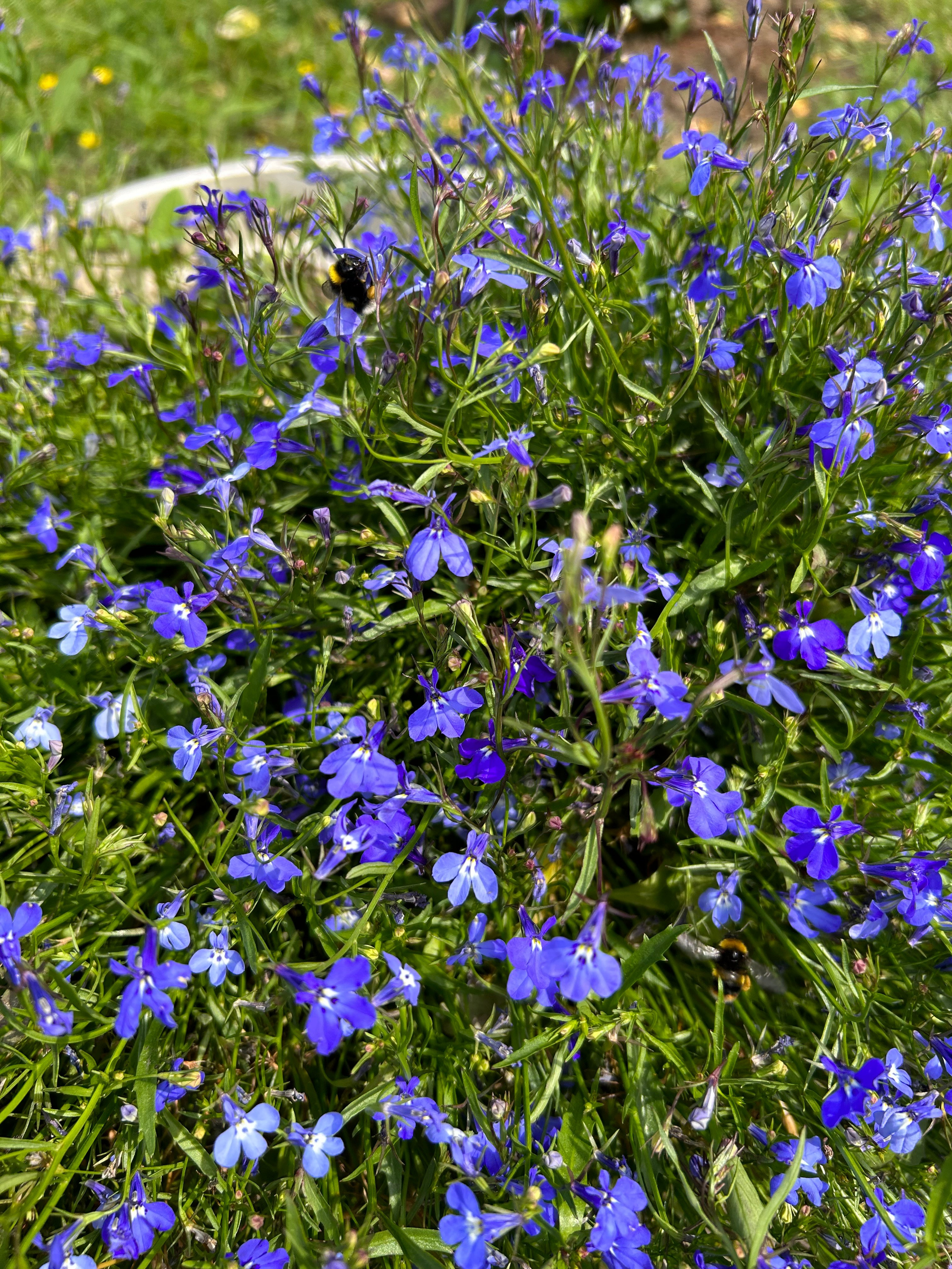 Цветы. Фотокружок «Видоискатель» ГБОУ СОШ № 291