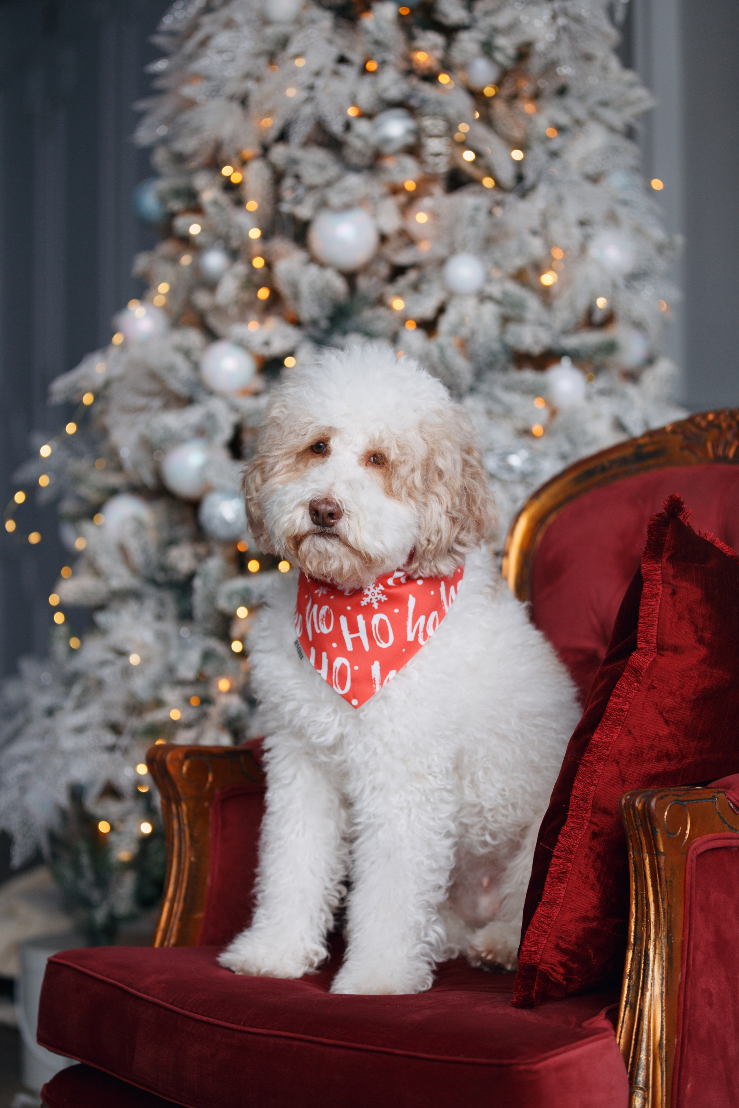Bmbh лежанки и адресники. Фотограф анималист Кристина Карпова, Москва