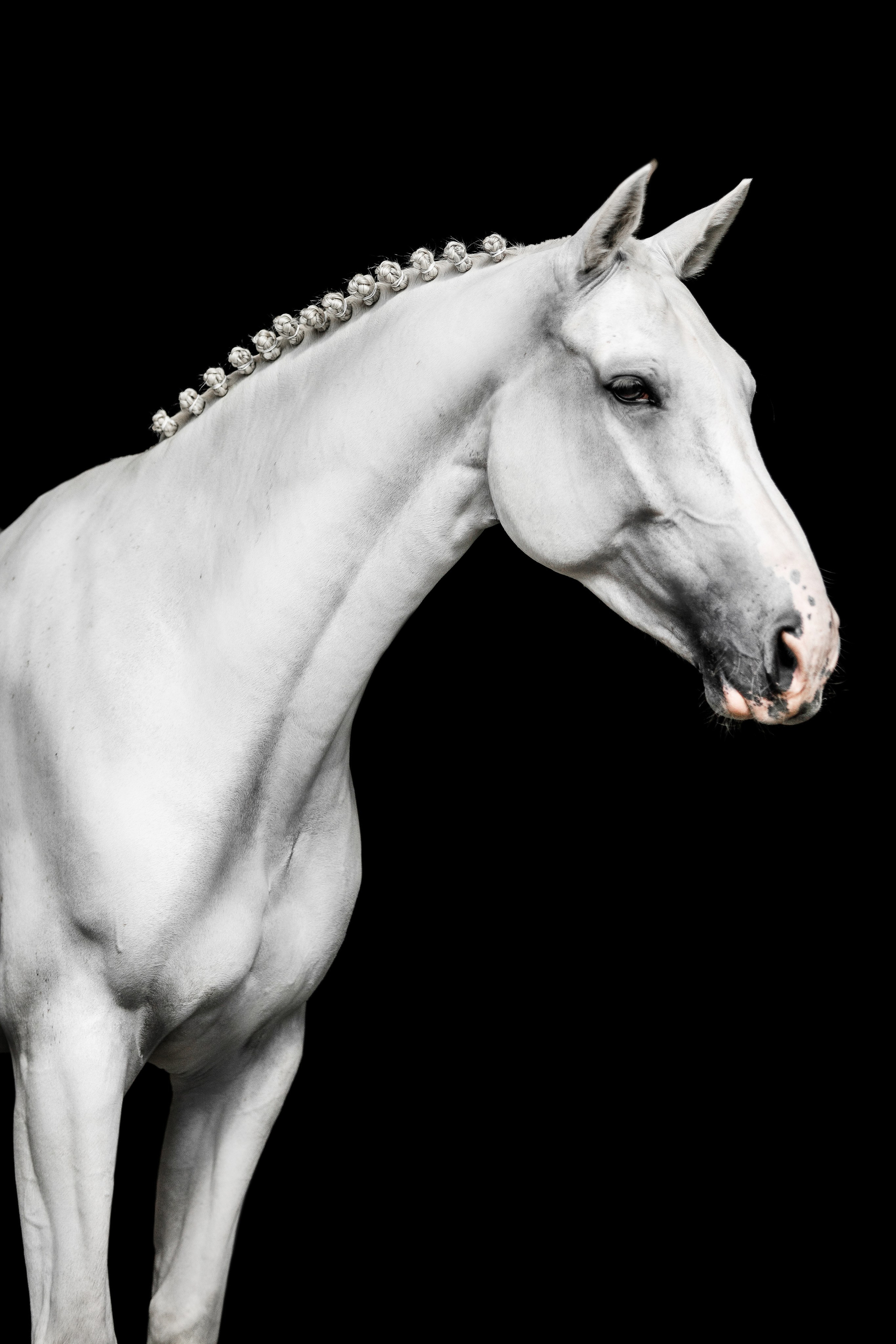 Конные портреты. Veronika Makeeva horse photo