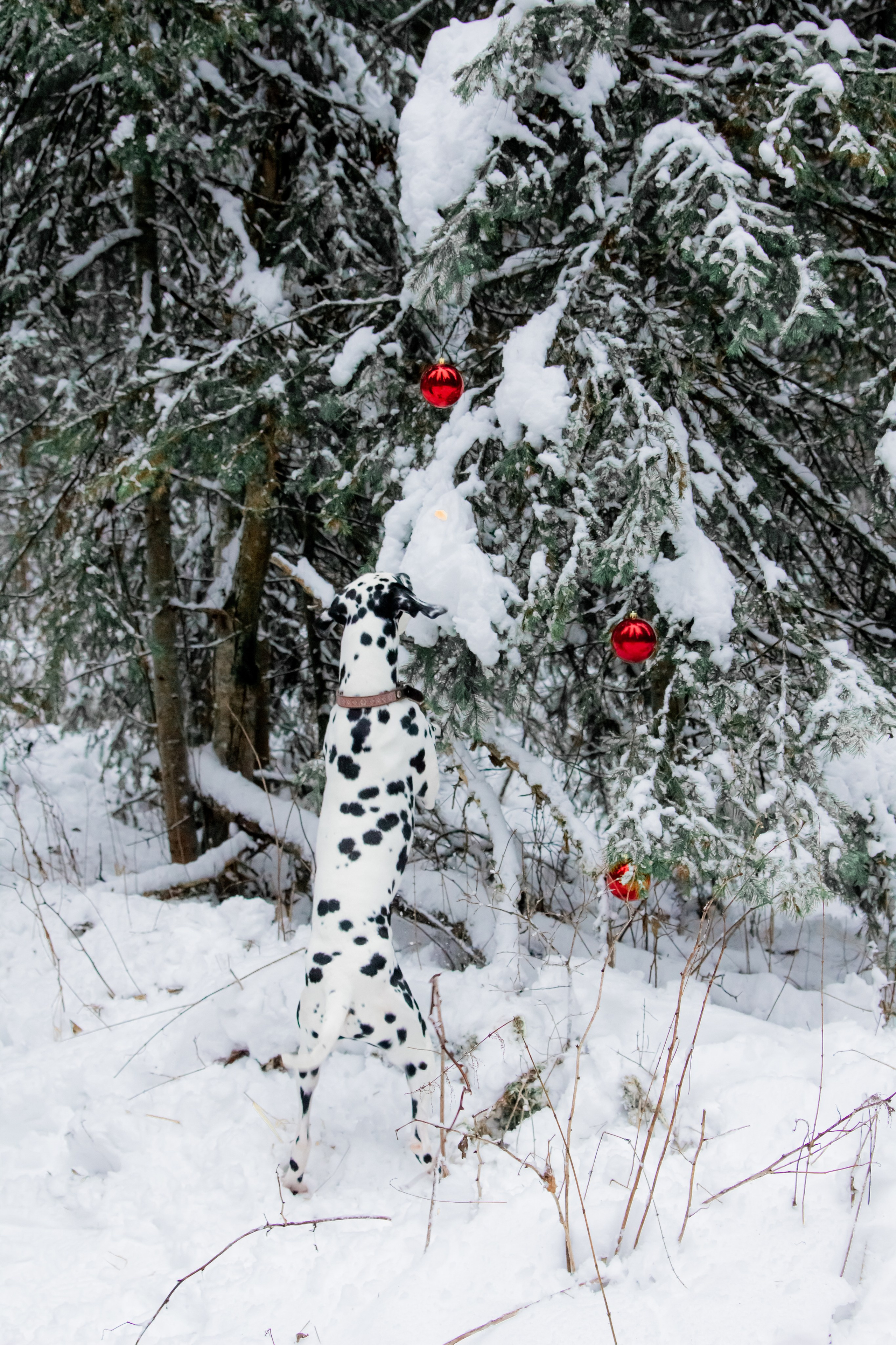 Саша, Дима, Лёня и Шерлок :). Екатерина Пашкова, фотограф, видеограф в Томске