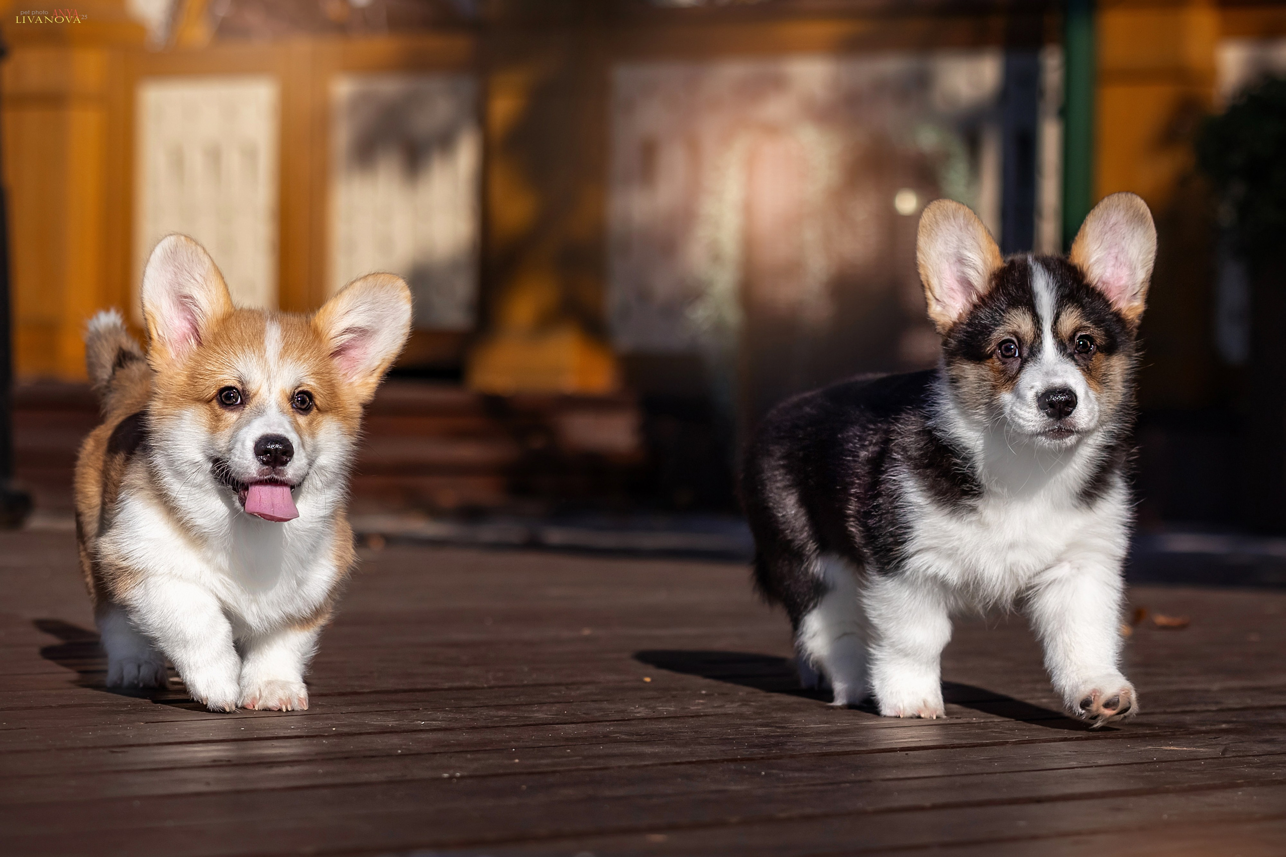 Коржики. Фотограф анималист Аня Ливанова | Рыбинск