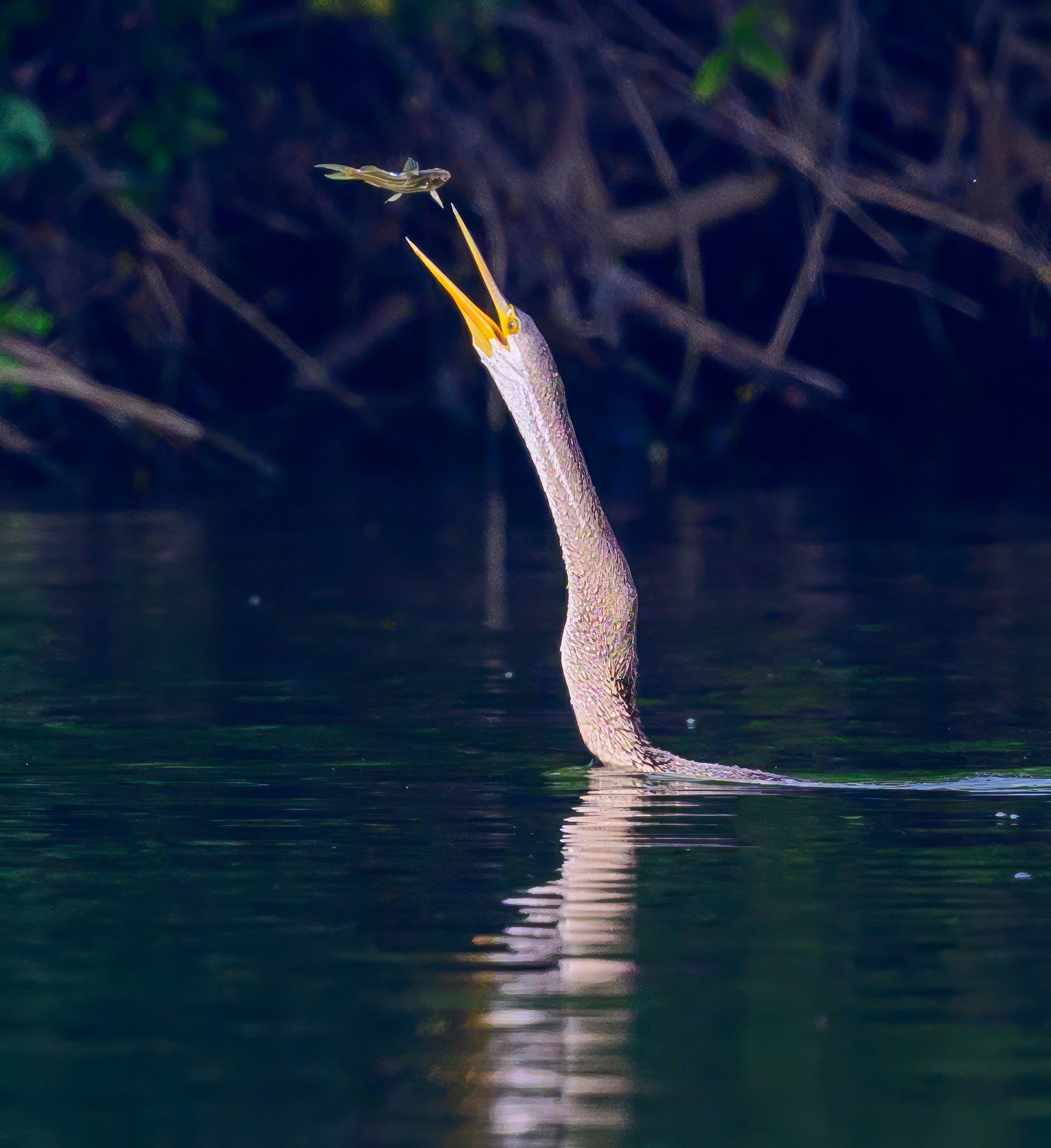 Раджастан, Индия. Wildlife photography by Sergey Puponin