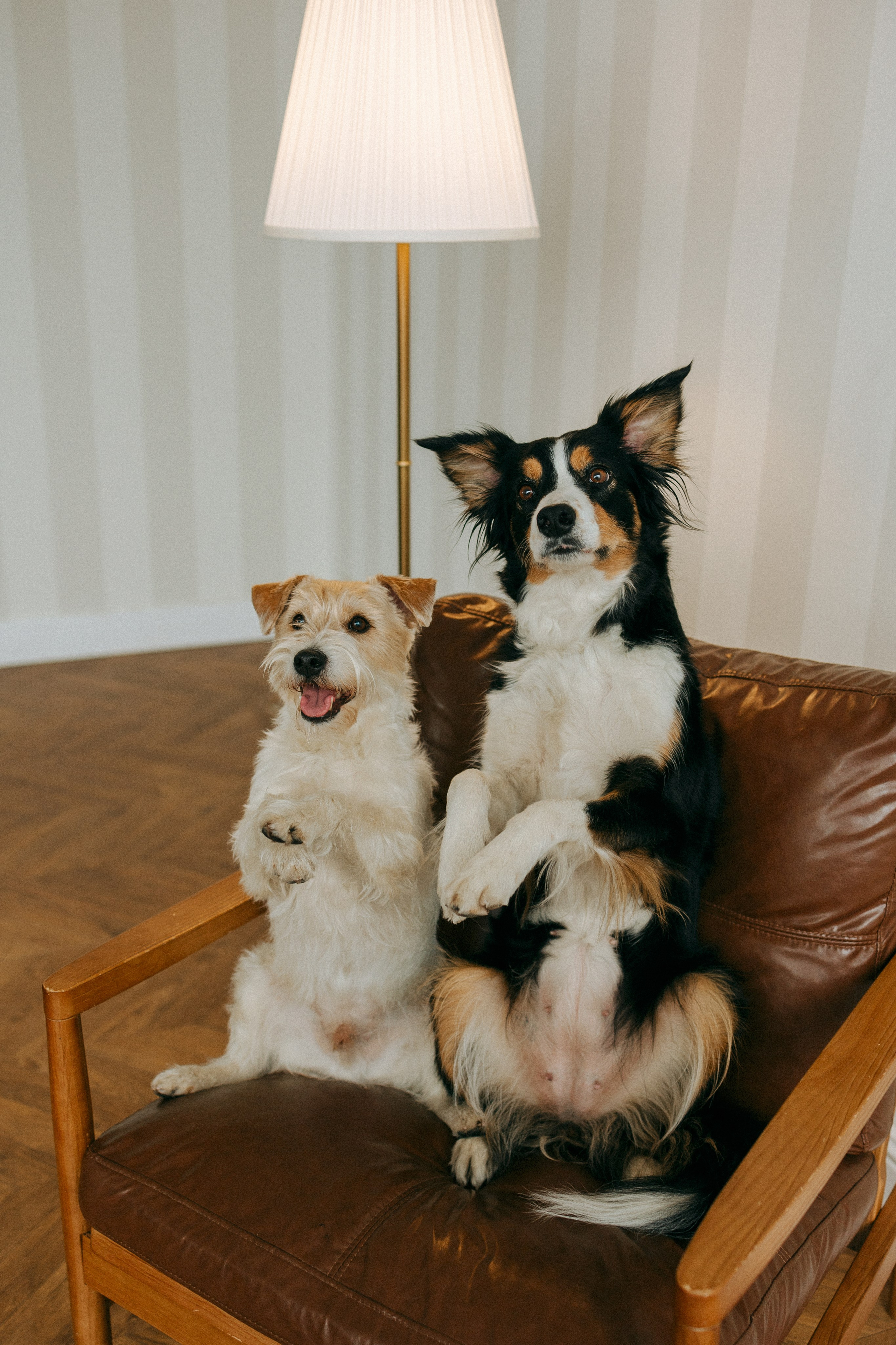 Цунами, Теон и Женя. Фотограф анималист Анастасия Пикей