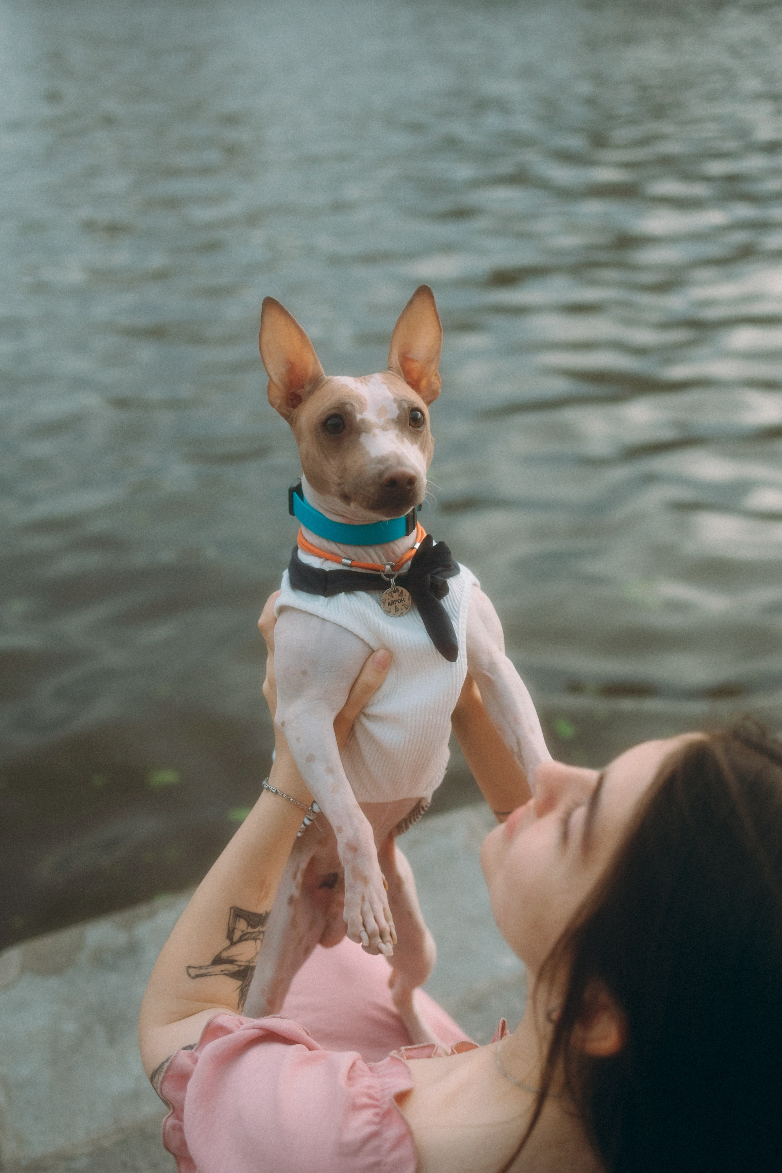 Глаша, Айрон, Ксюша и Оля. Фотограф анималист Анастасия Пикей