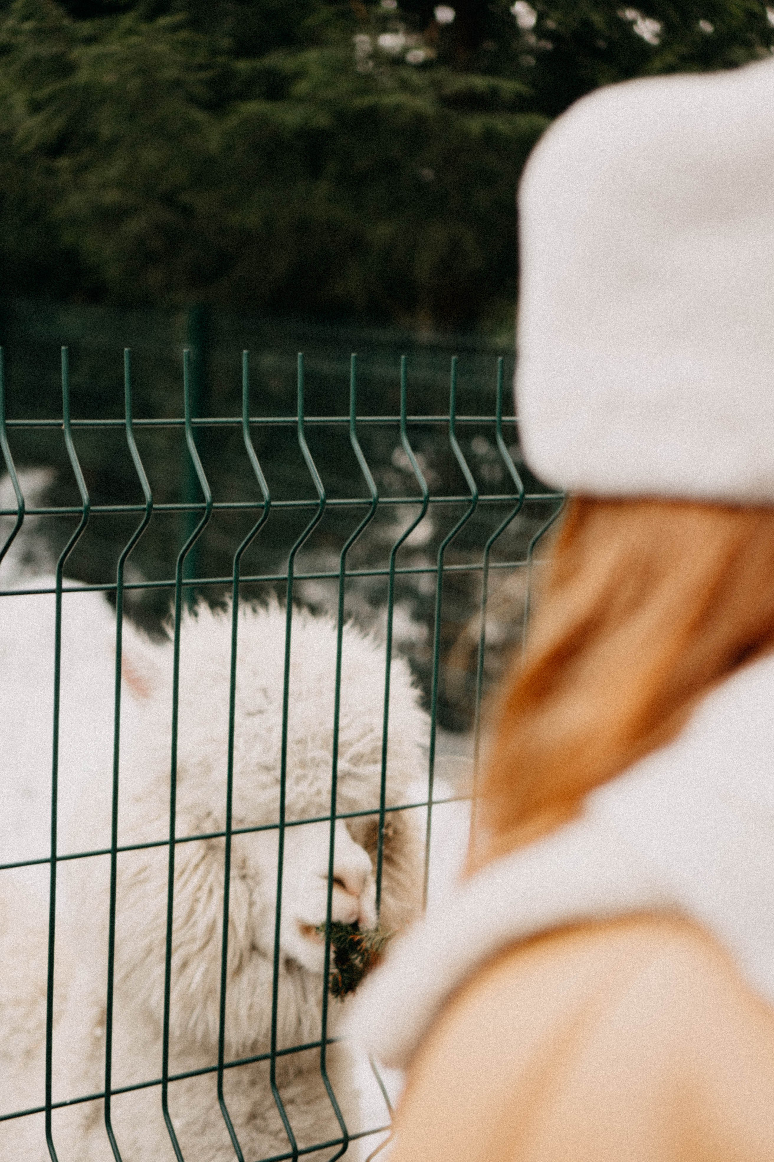 Каток. Профессиональный фотограф, Санкт-Петербург — Виктория Богомолова