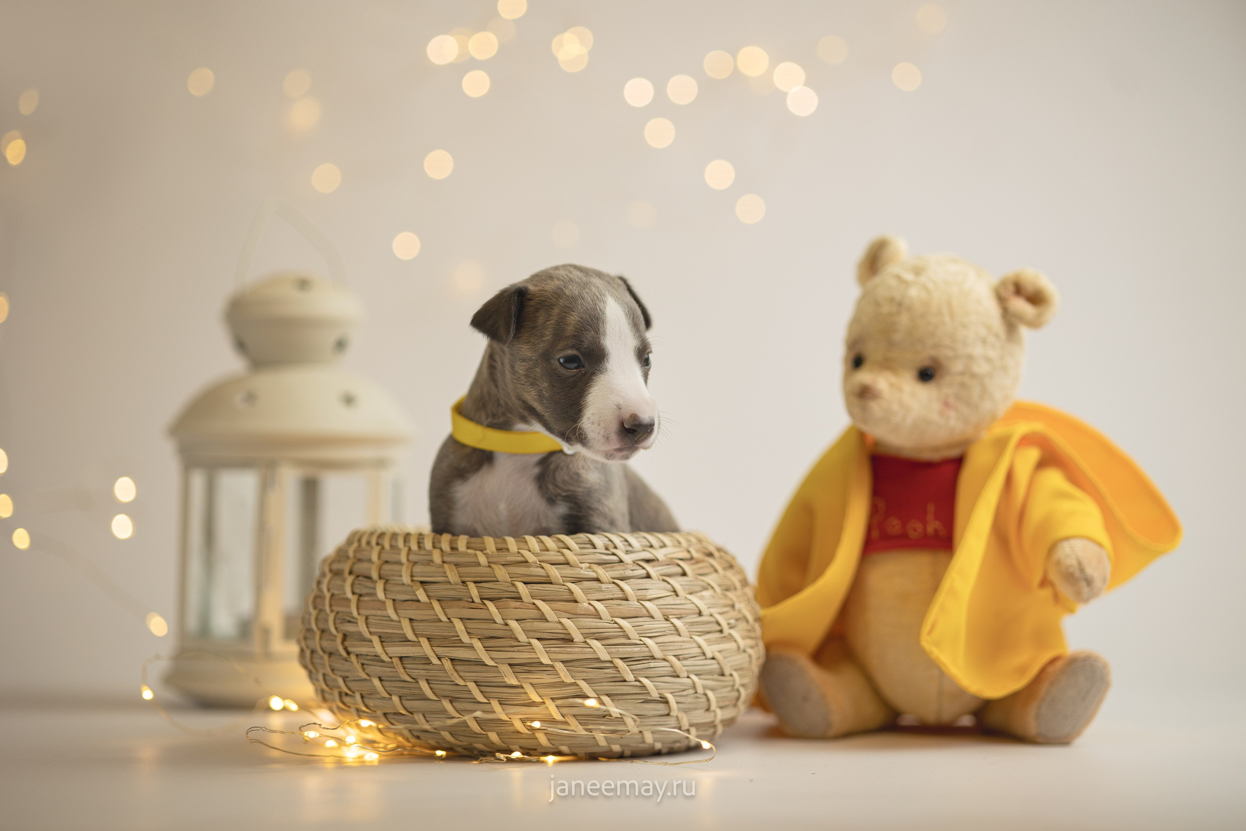 Малыши уиппеты Великбековых. Фотограф анималист в Москве Майорова Евгения