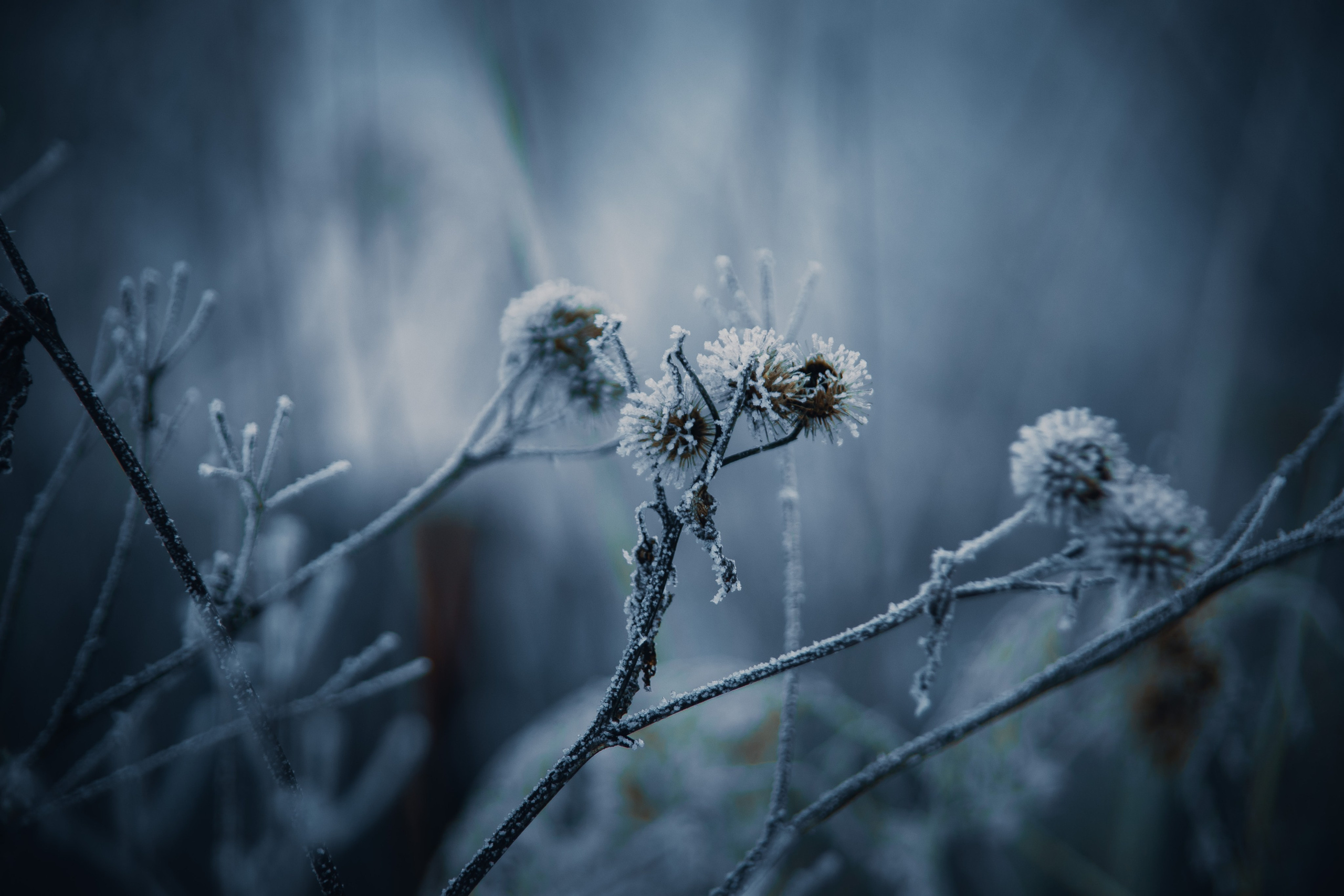 Природа. Darinishna Фэнтези-фотограф Хабаровск