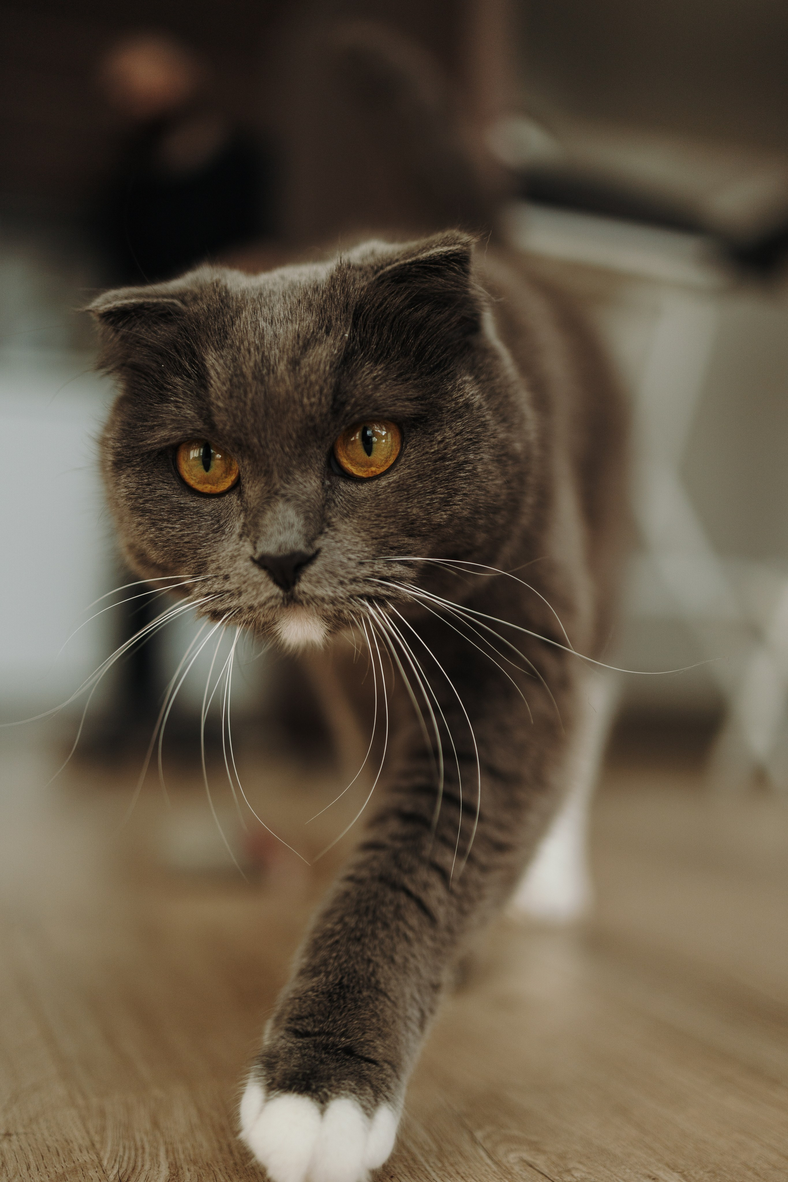 Таня и ее семья. Фотограф — Анималист | Санкт-Петербург