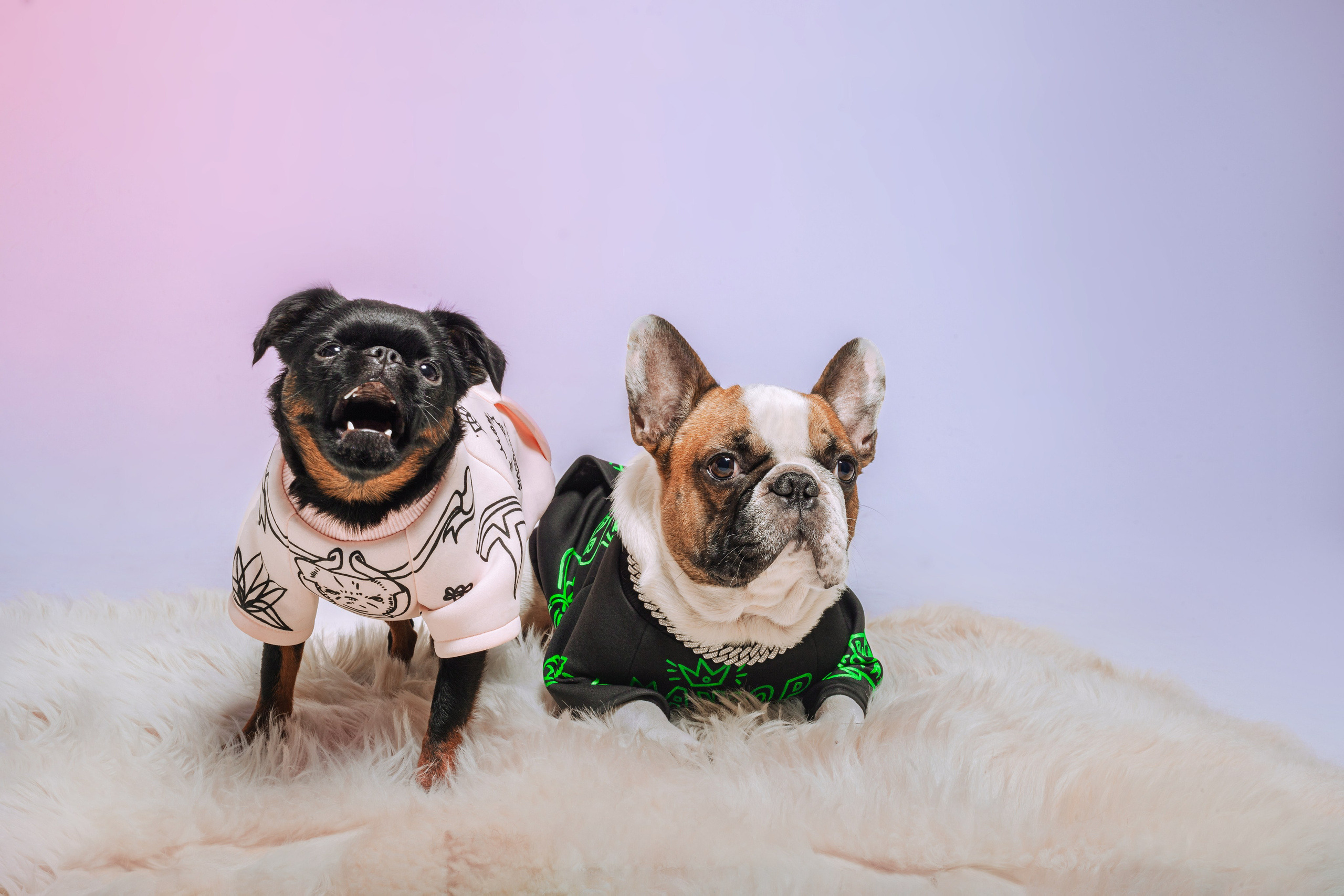 Студийная фотосессия с цветным светом. Фотограф-анималист Татьяна Степанова