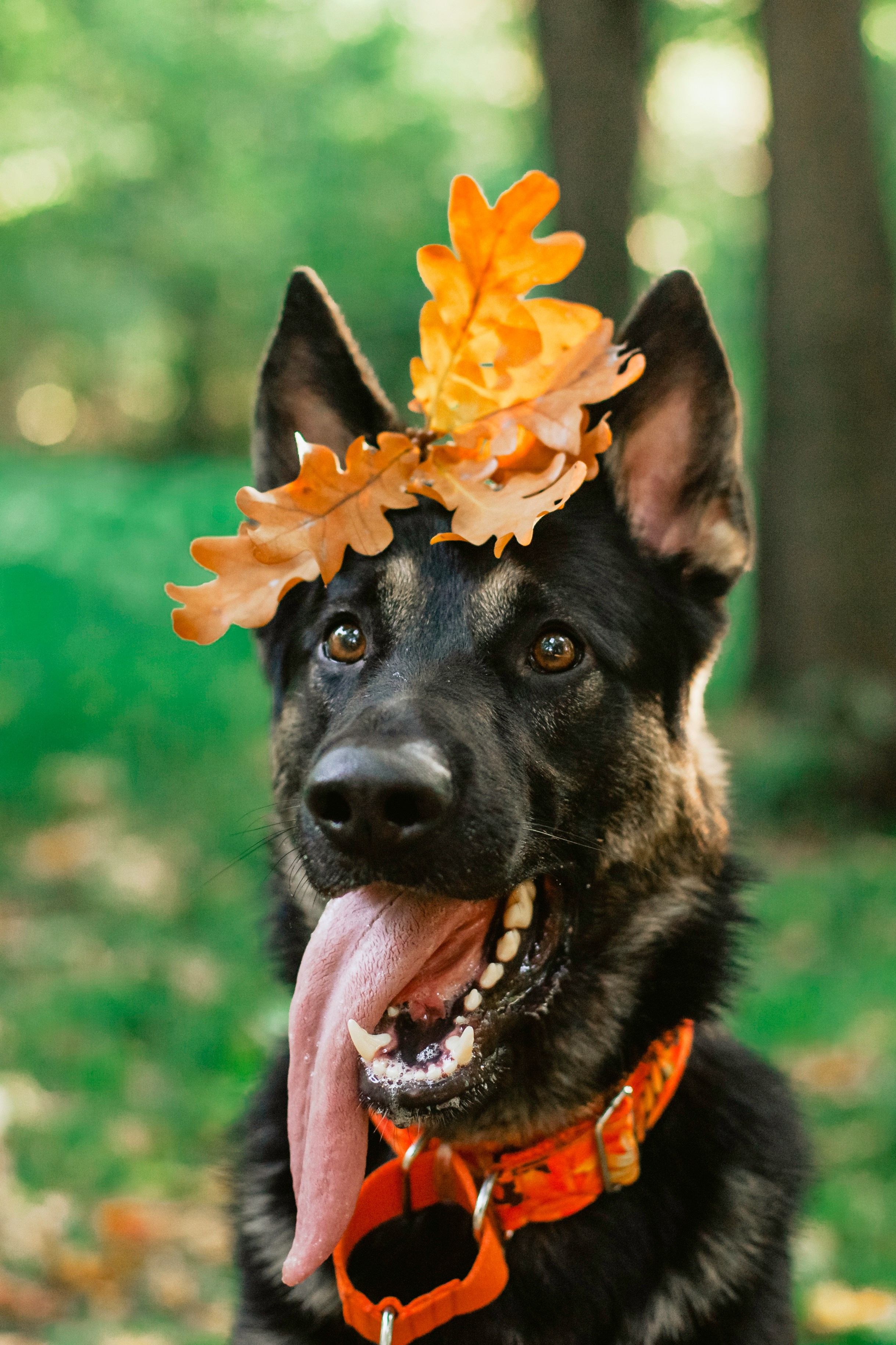 Илай. Фотограф-анималист Татьяна Степанова