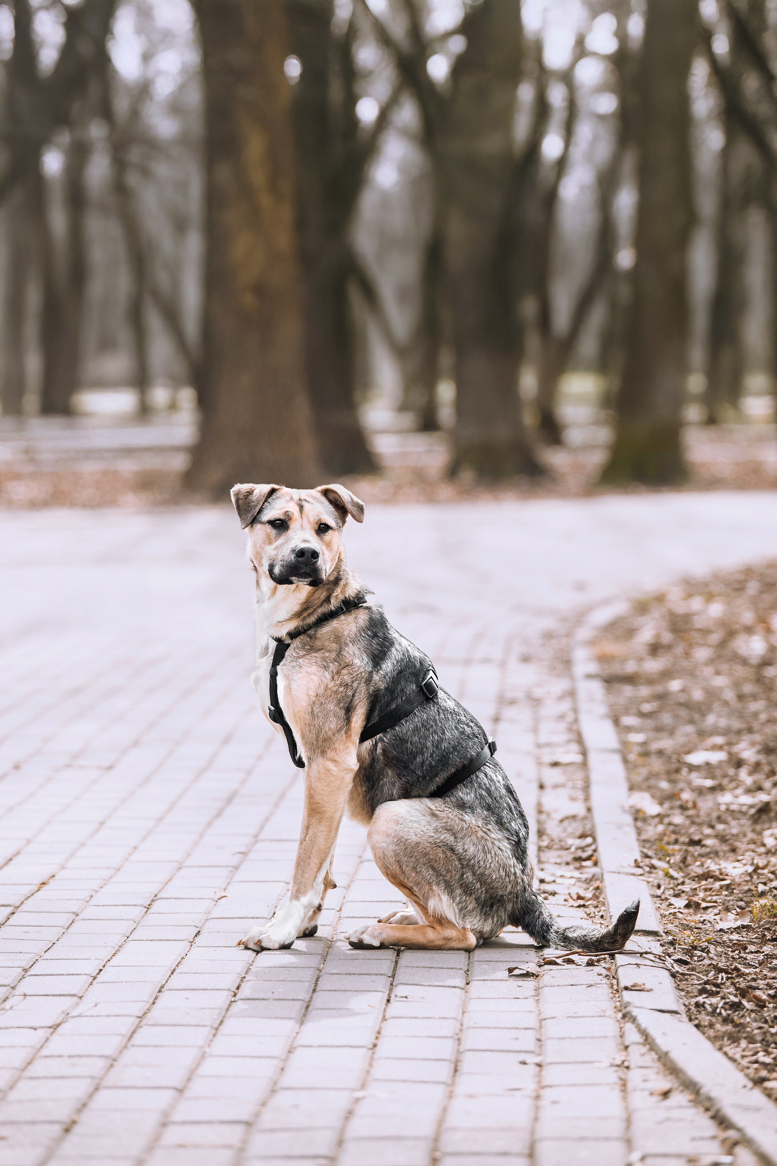 Собаки из приюта Дубовая роща весна 2025. Фотограф-анималист Татьяна Степанова
