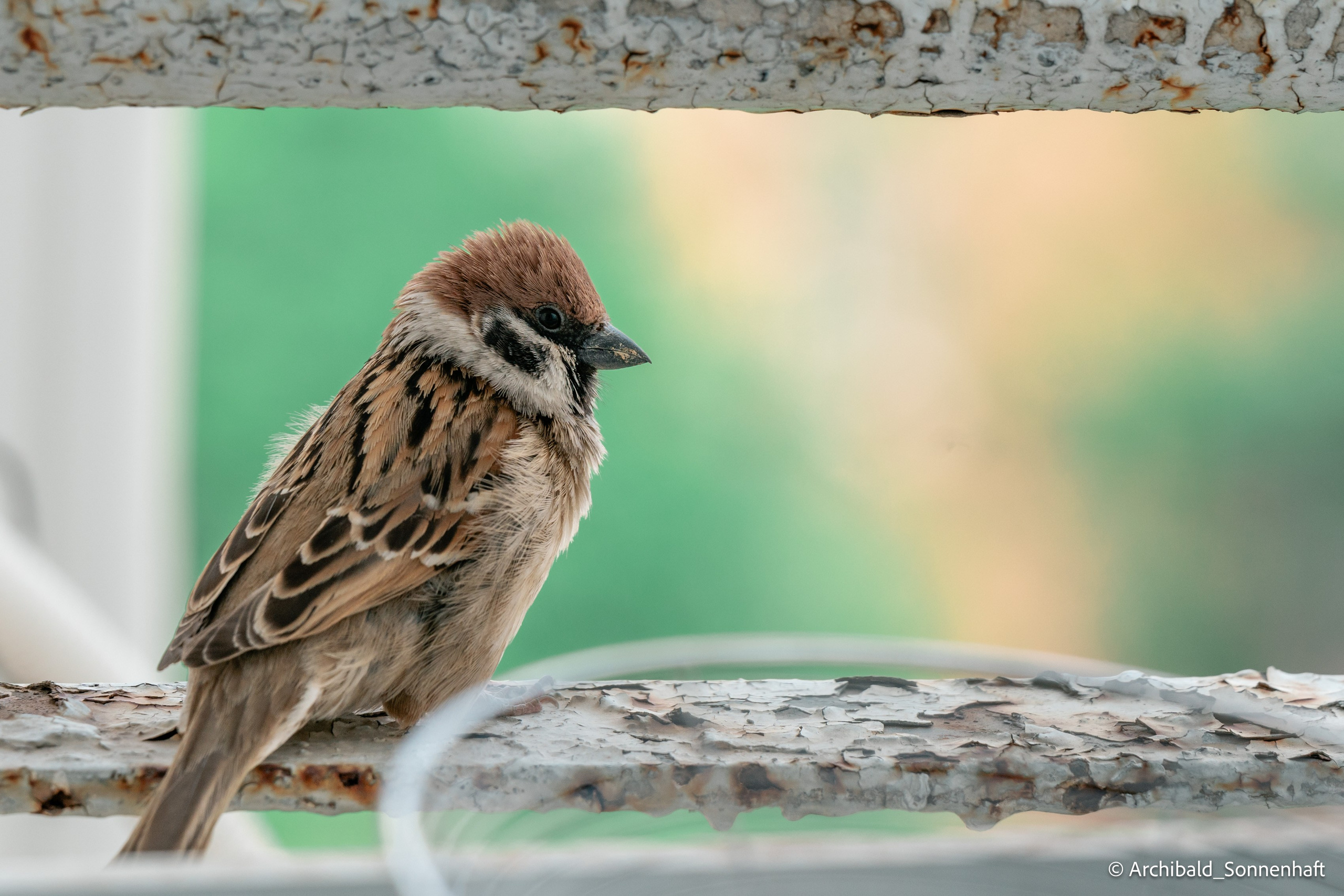 Balcony sparrows. Photographer in Guangzhou, China. Archibald Sonnenhaft