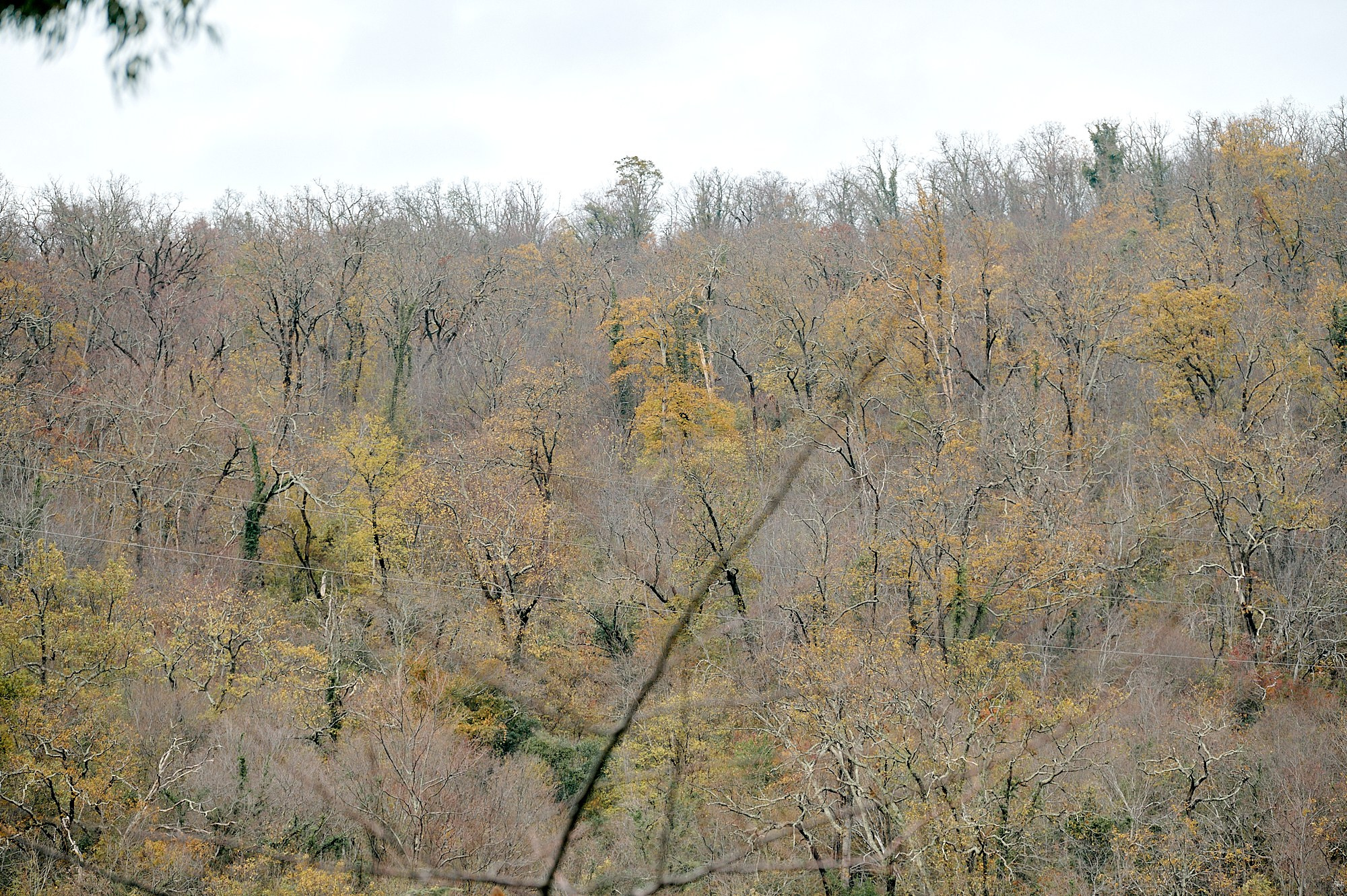 Гагра, Абхазия. Декабрь 2024. Фотографии отовсюду и обо всем