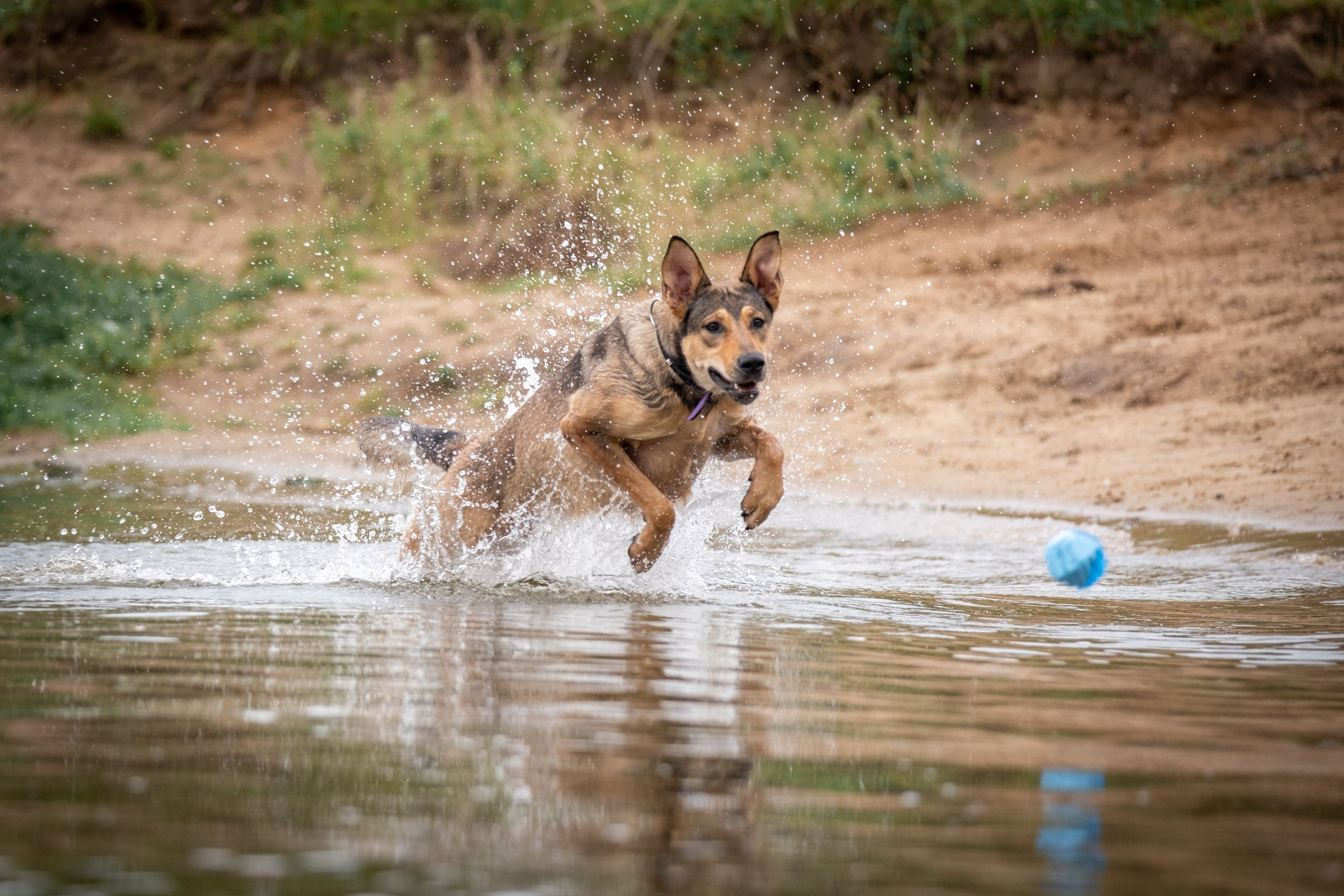 Надя и Луна. Зоофотограф, фотограф животных в Москве и области Дина Дамоцева