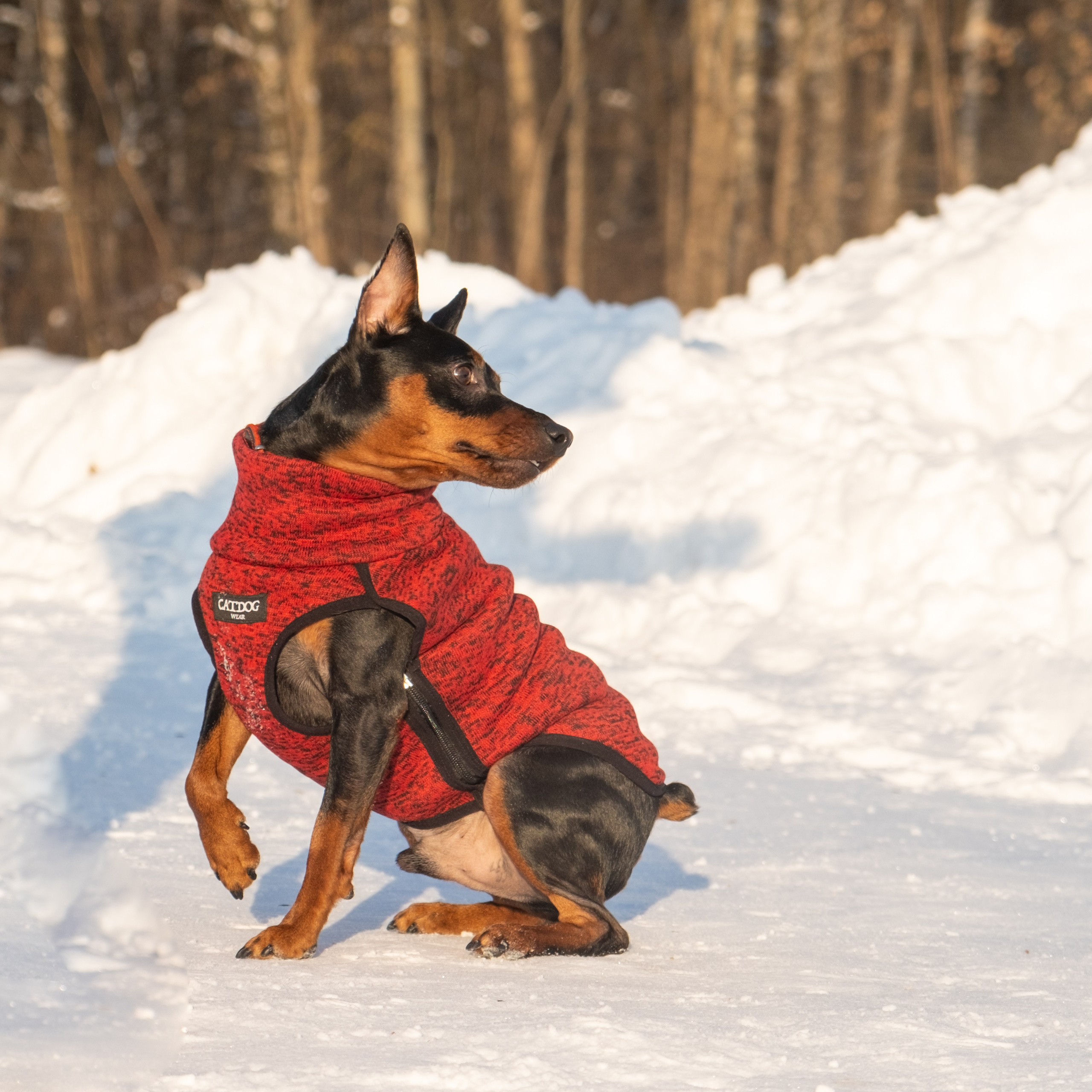 Одежда для собак. Заказчик — Екатерина!. Зоофотограф, фотограф животных в Москве и области Дина Дамоцева