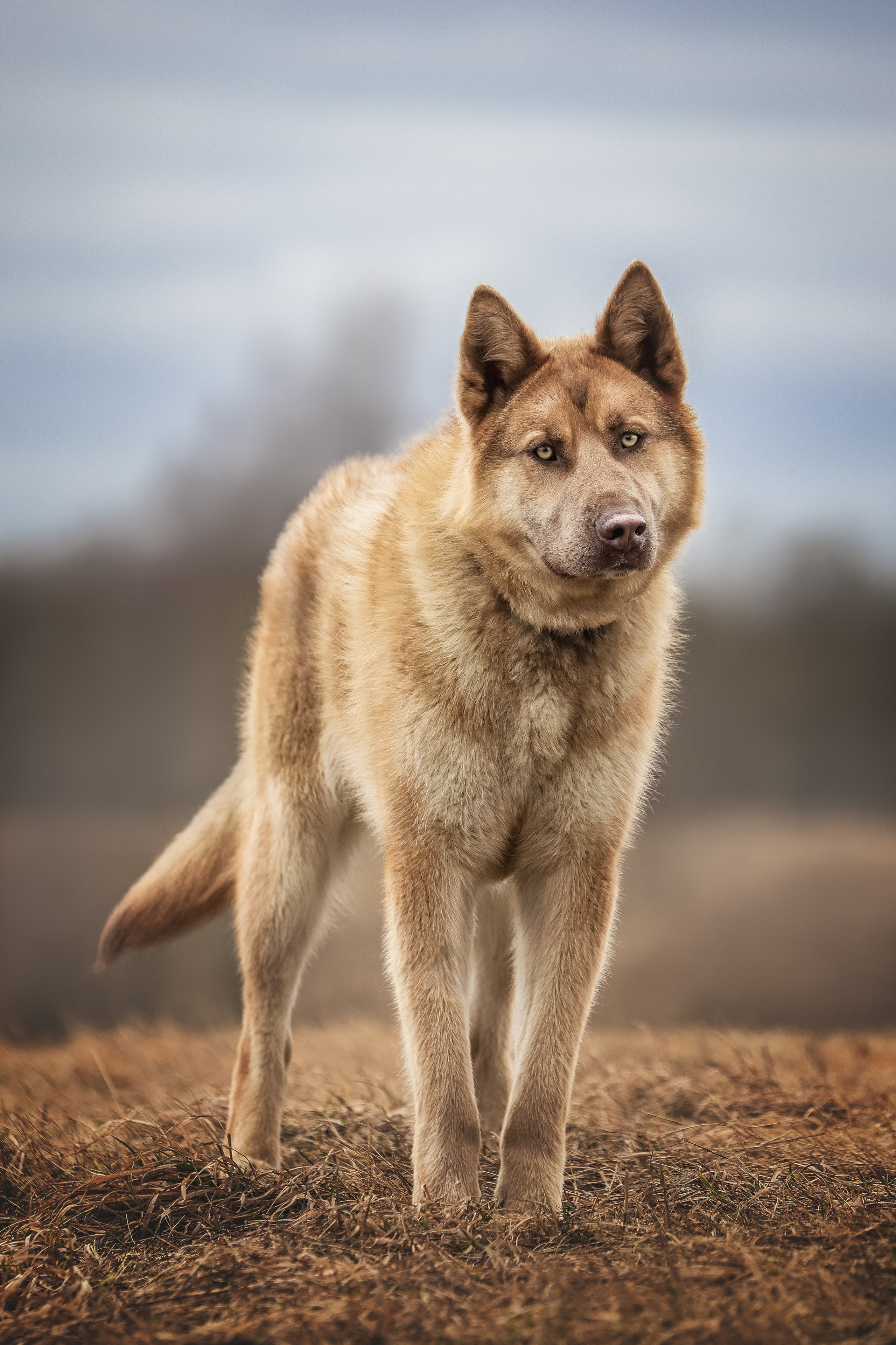 Собаки приюта Келтсские ангелы. Irenephoto.ru