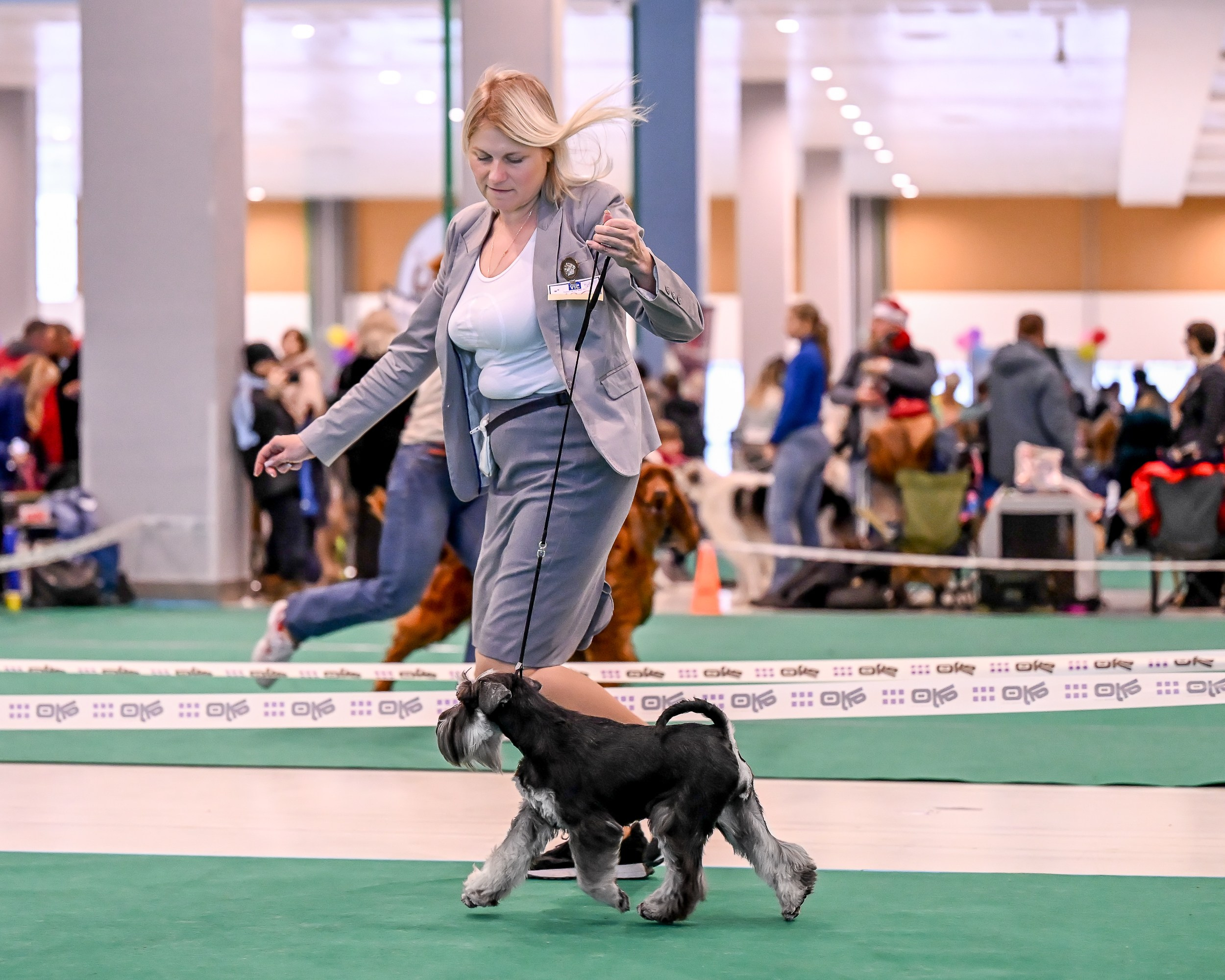Бъянка/ Delinso Balance Cinzano Bianco. Питомник цвергшнауцеров в Беларуси «Делинсо Бэлэнс»