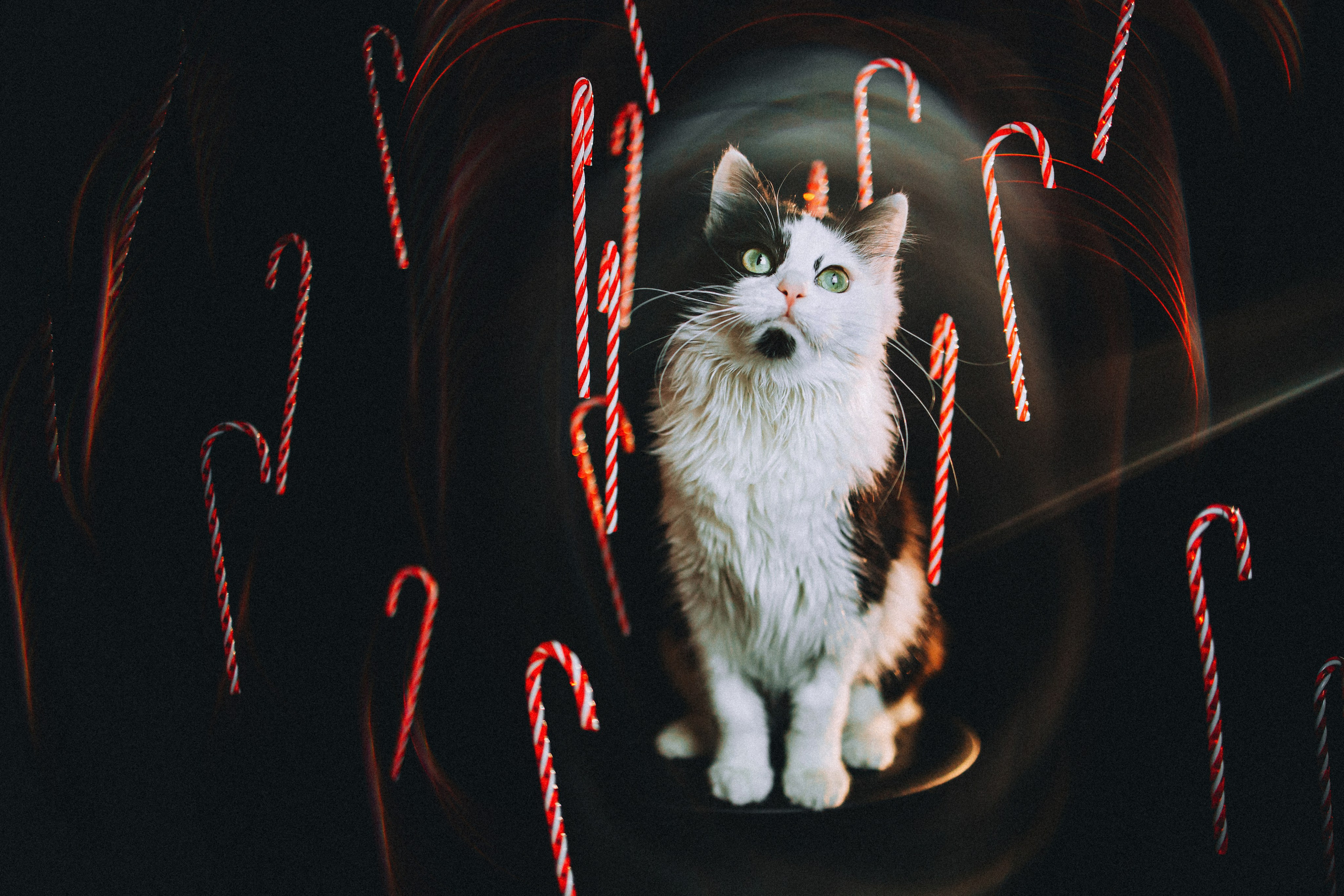 Джек, Бет и Кову