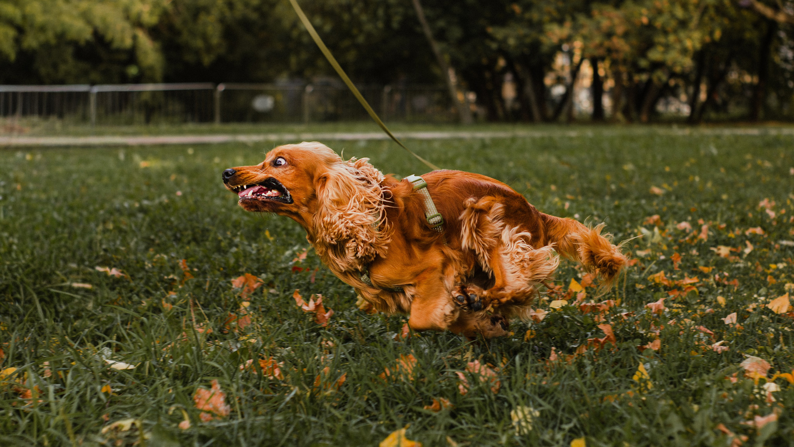 Арина, Паша и Арчер. Фотограф-анималист Мария Баркевич | Москва