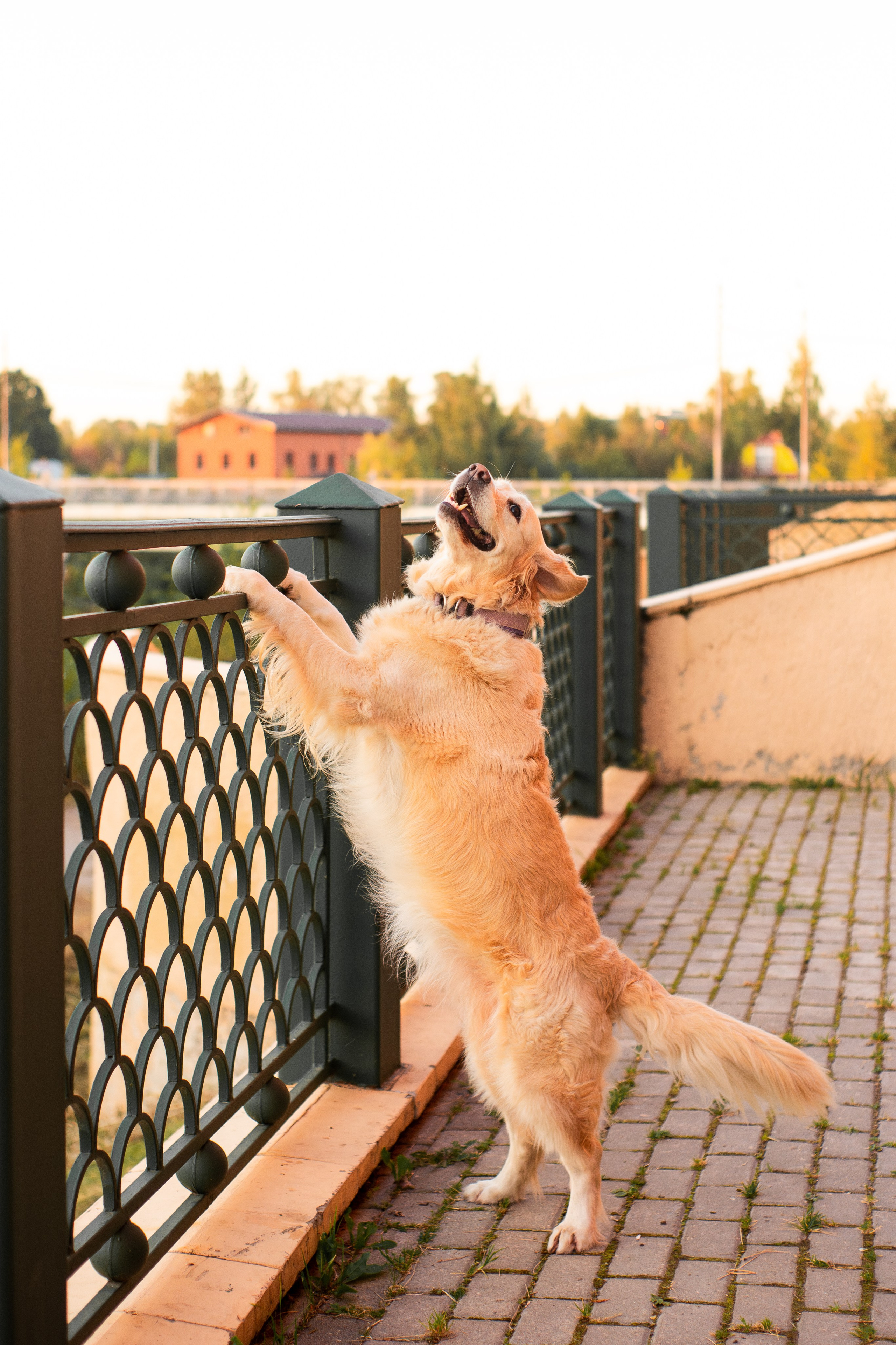 Юля и Мэй. Фотограф-анималист Мария Баркевич | Москва