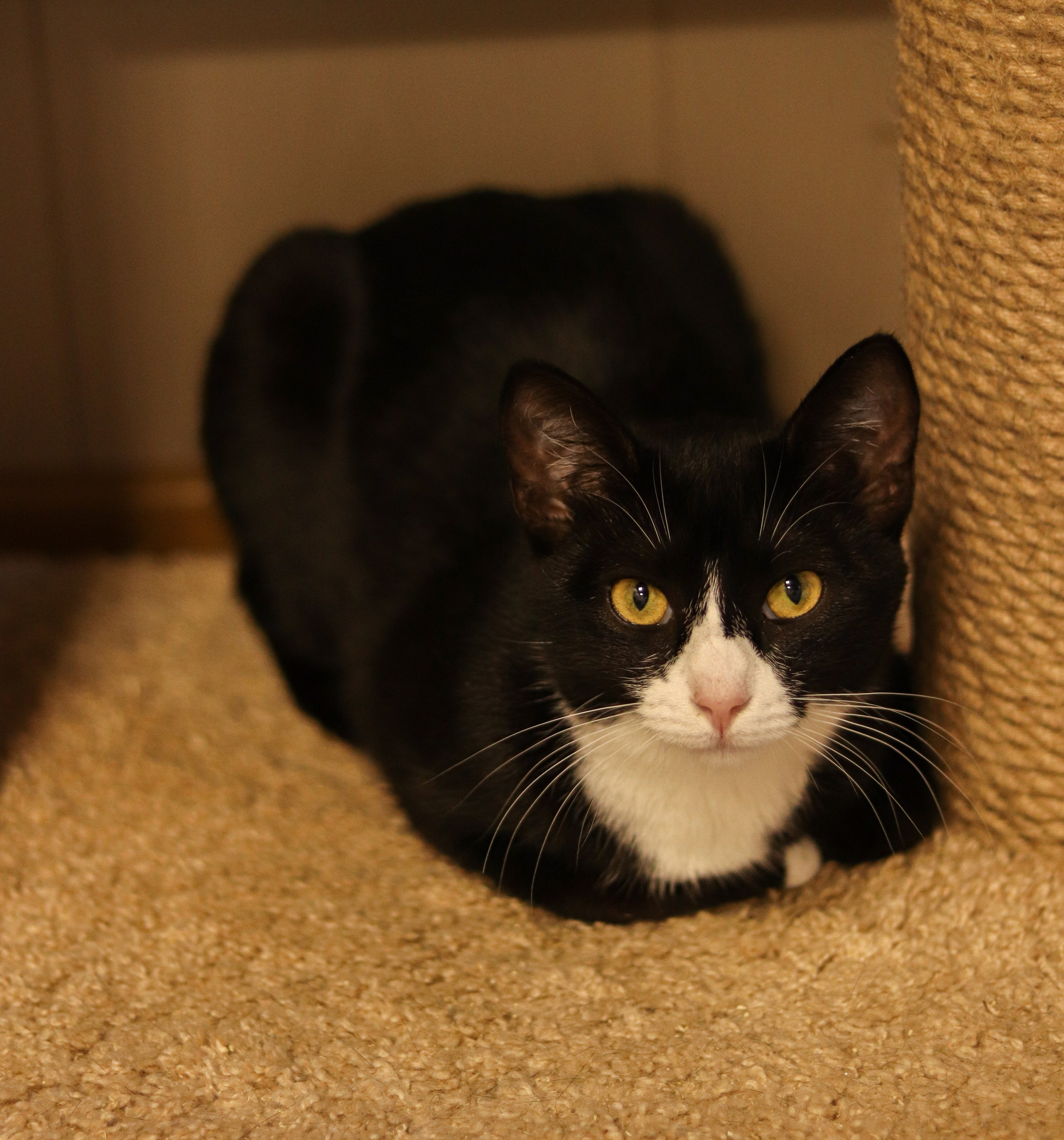 Петербургский дом кота (27 июня 2024). Ивентный фотограф в Санкт-Петербурге Олег Комков