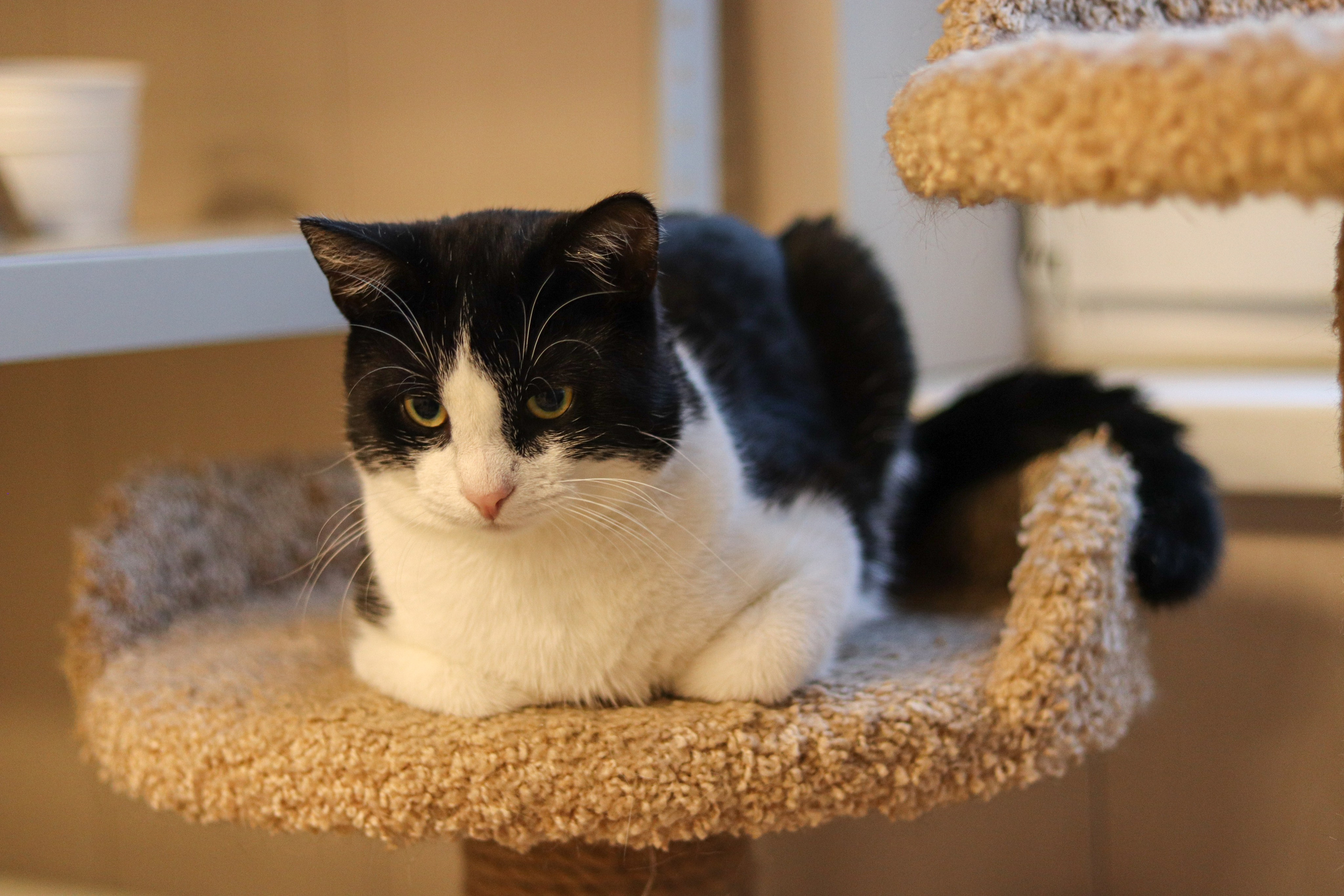 Петербургский дом кота (27 июня 2024). Ивентный фотограф в Санкт-Петербурге Олег Комков