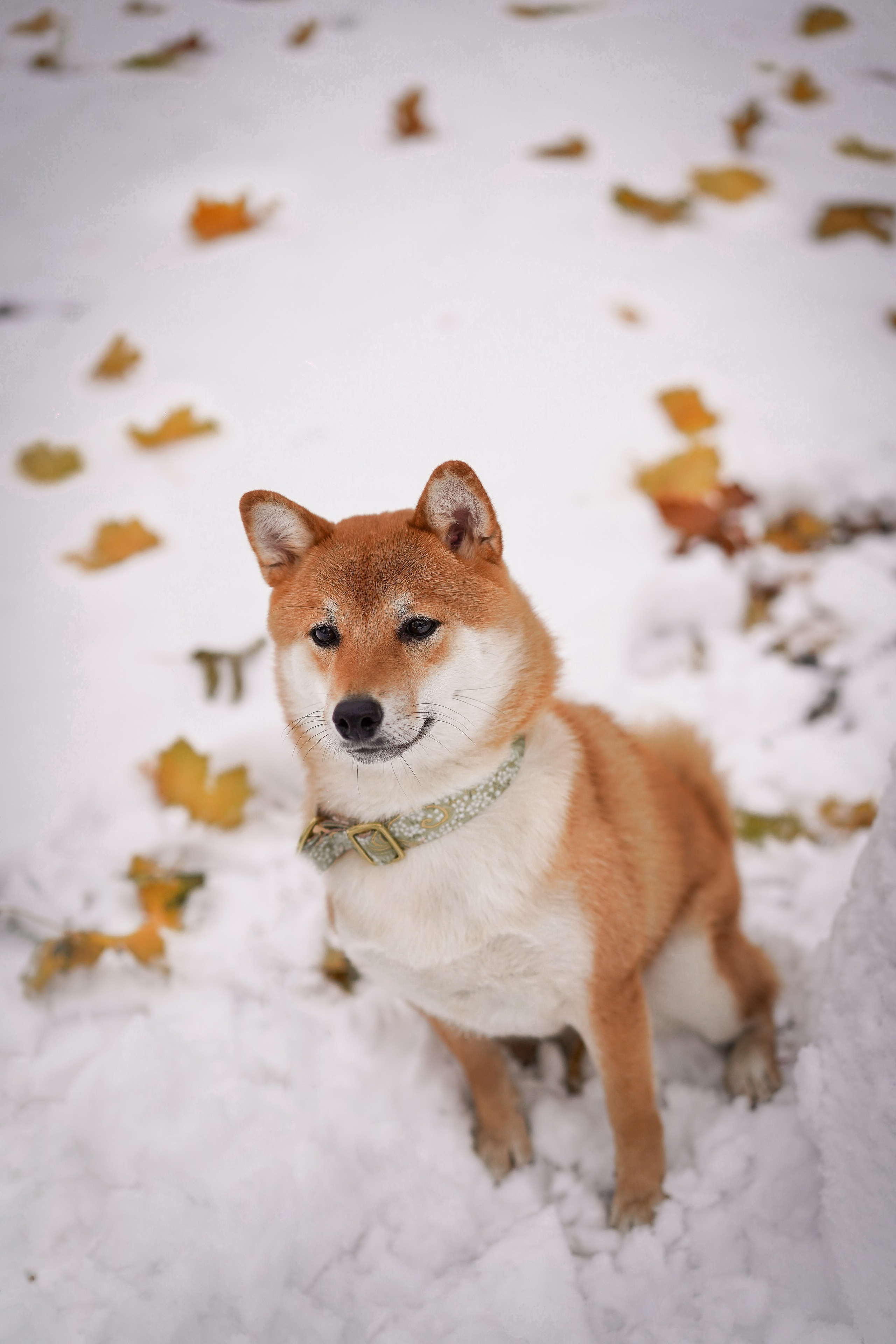 Алина и Юми. Фотограф-анималист в Санкт-Петербурге Яна Мартынова
