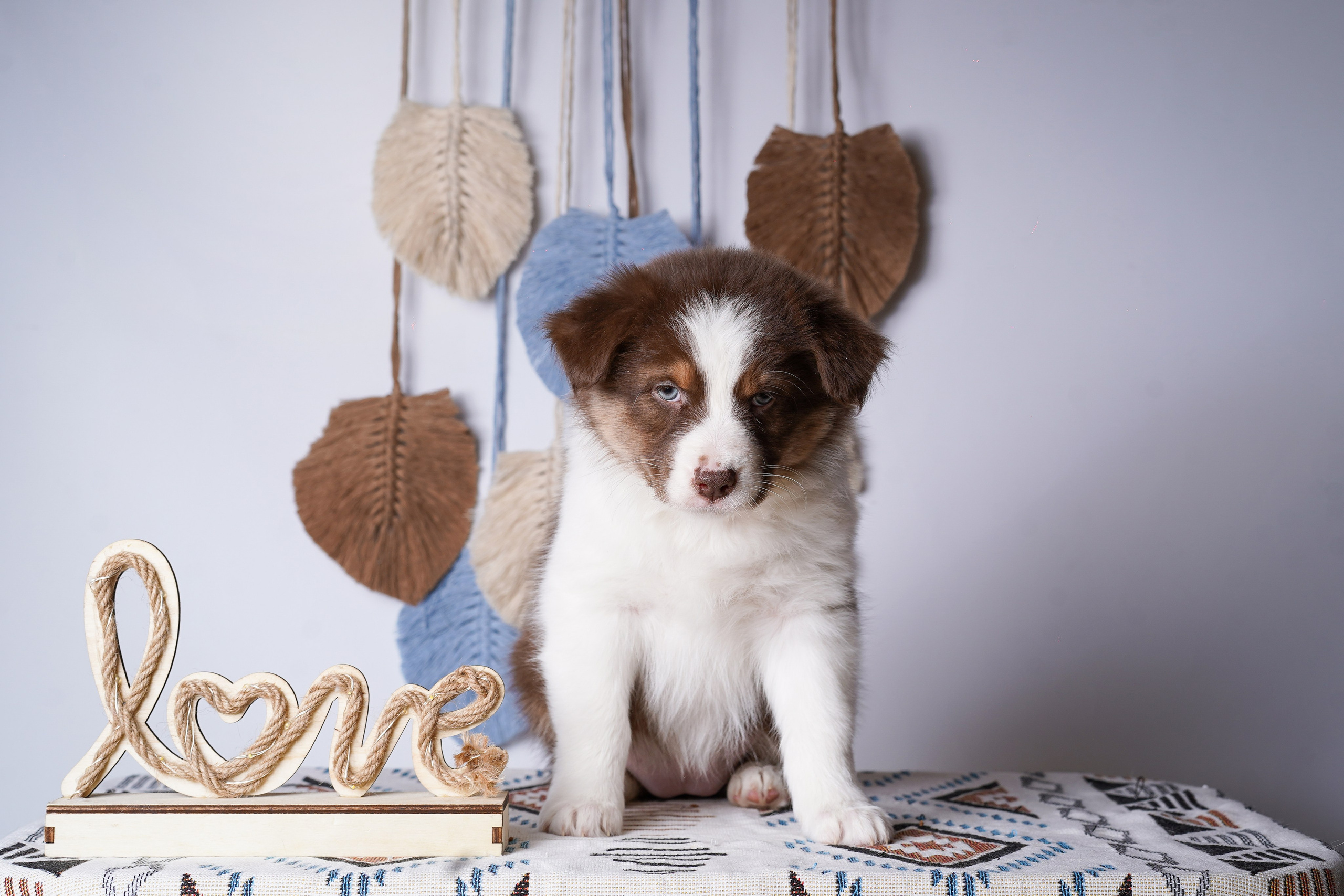 Щенки аусси. Фотограф-анималист в Санкт-Петербурге Яна Мартынова