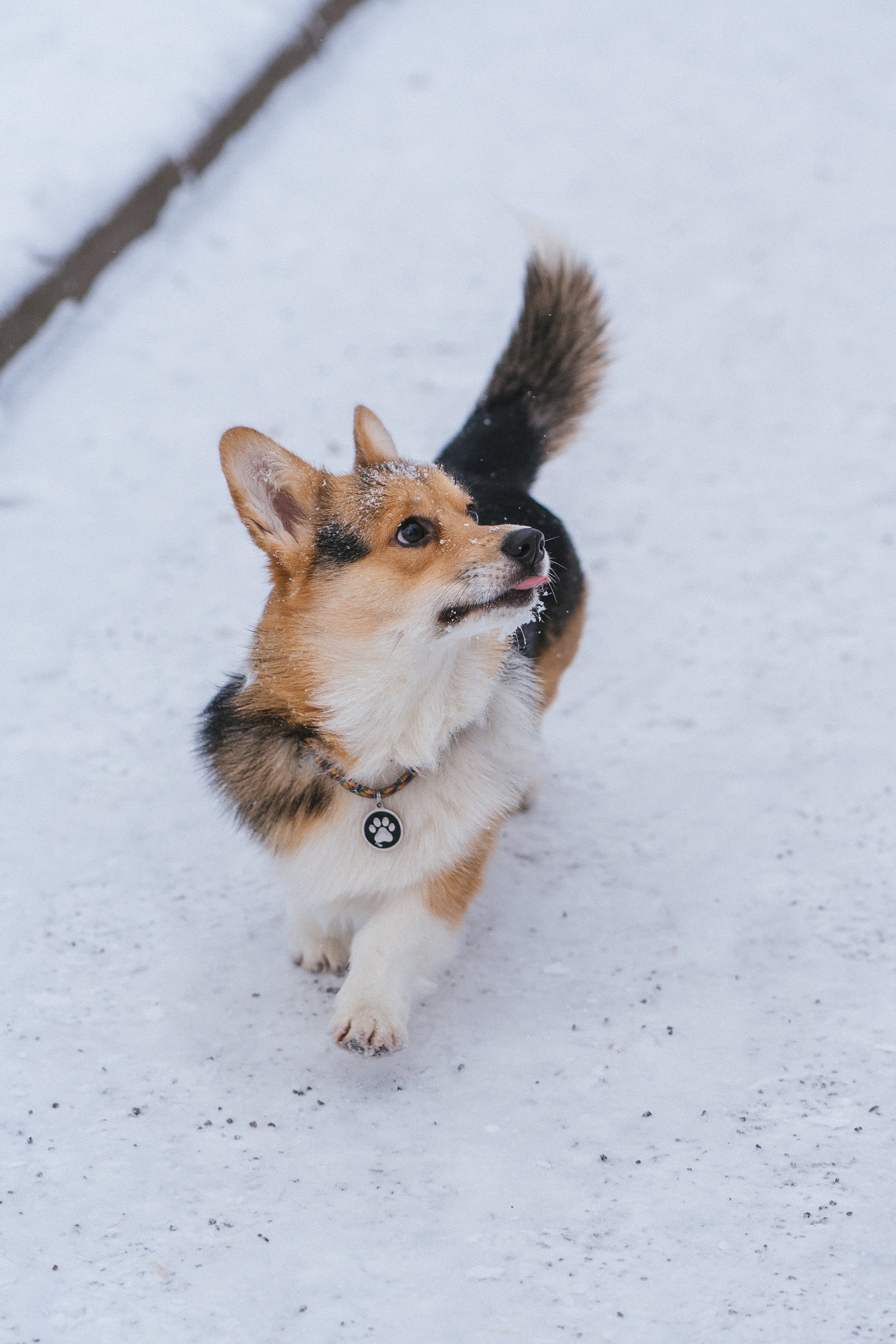 Каспер и Полина. Свадебный фотограф в Москве Анна Полушина