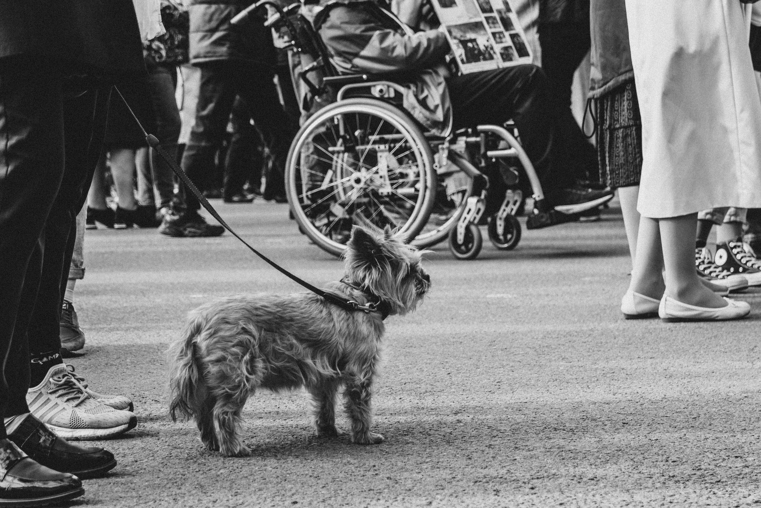 Я очень люблю фотографировать репортаж, наконец-то мы дожили до 9 мая. Семейный, Детский, Репортажный фотограф в Санкт-Петербурге Погодина Лю