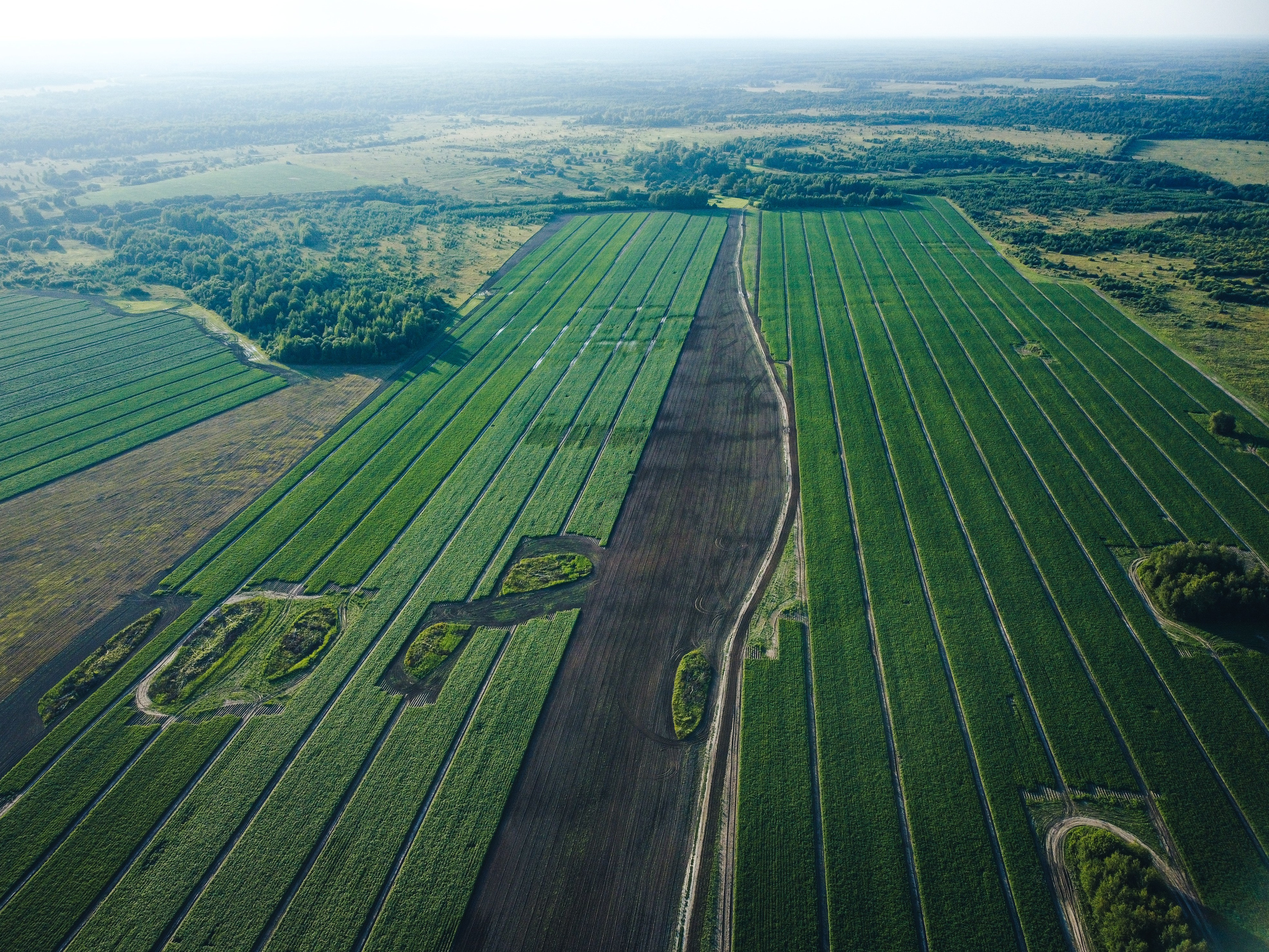 Поле с картофелем, ранее утро, рассвет