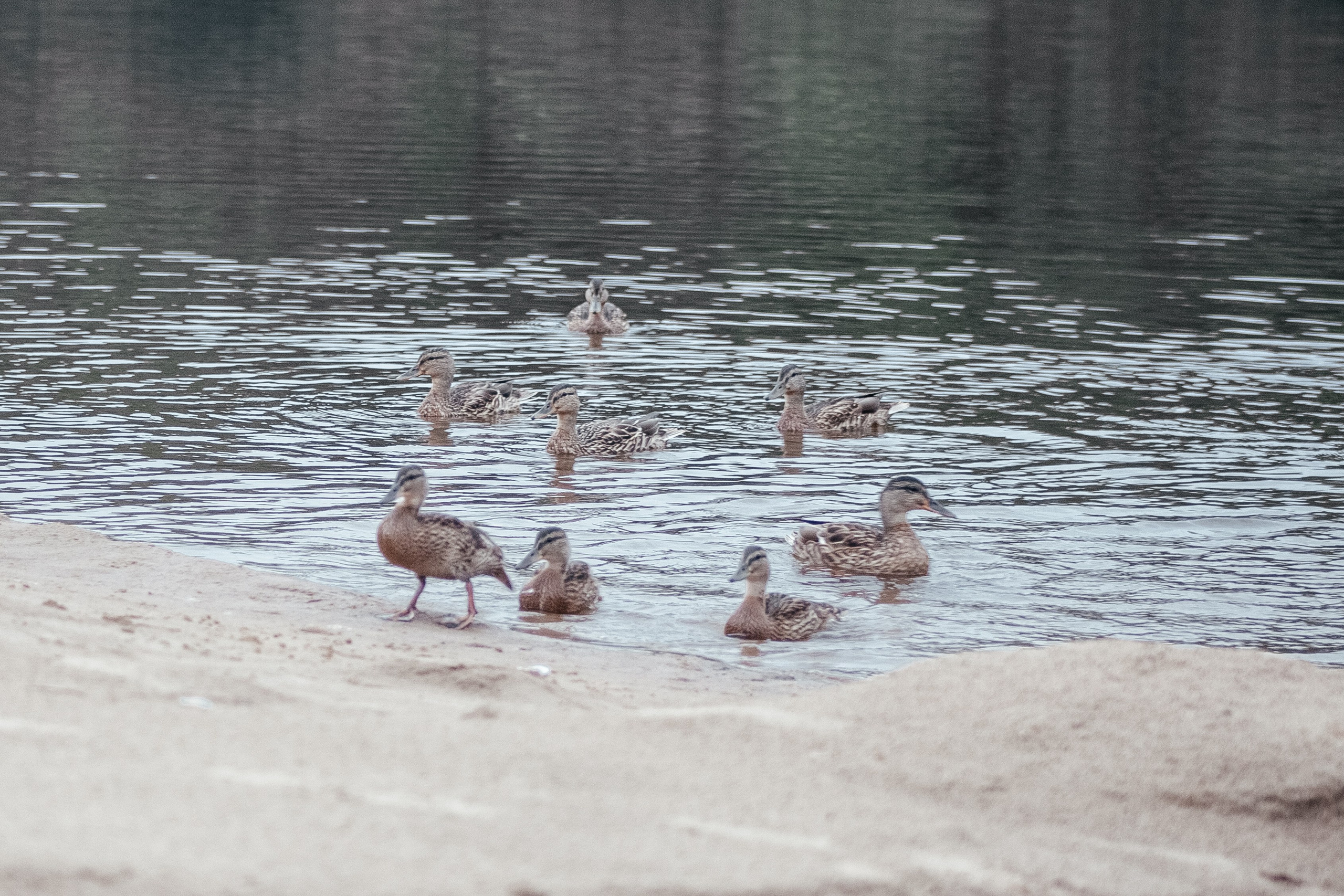 Ксюша и утки. Фотограф в Ветлуге Сергей Белов (VETLUGA B.S.)