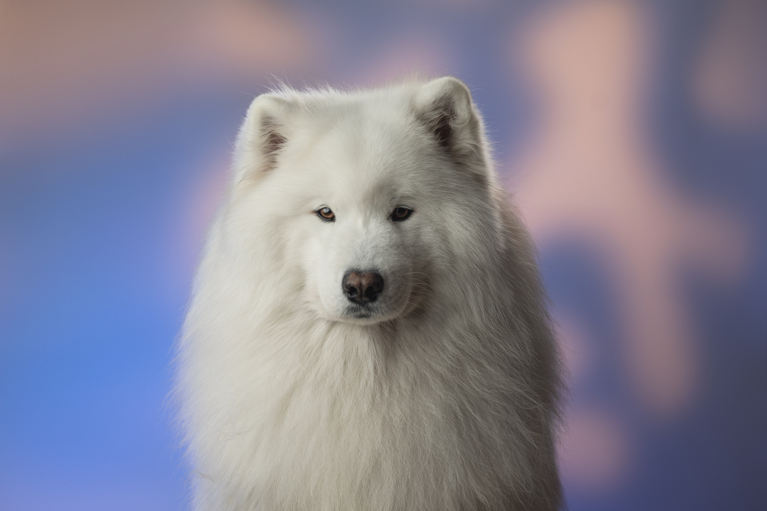 Самоеды в студии. Фотограф анималист в Москве Майорова Евгения