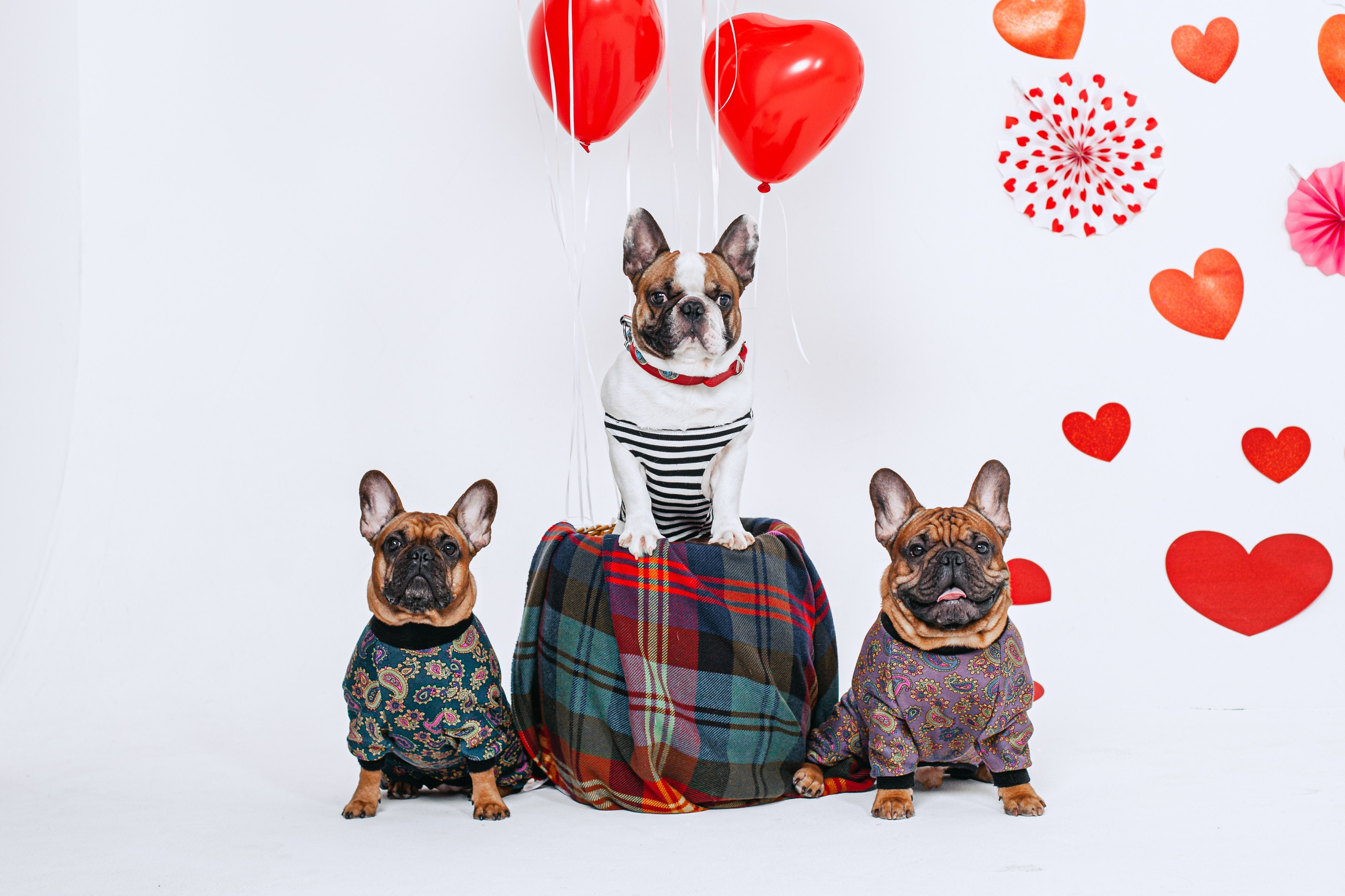 Пижамная вечеринка французских бульдогов и их хозяев. Фотограф-анималист Татьяна Степанова